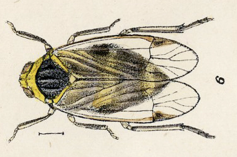 Habitus, dorsal view: Eparmene pulchella Fowler, 1904. (Observation).
