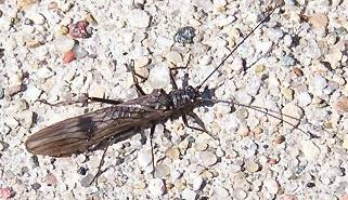 Taeniopteryx burksi Ricker & Ross, 1968: (Otu).