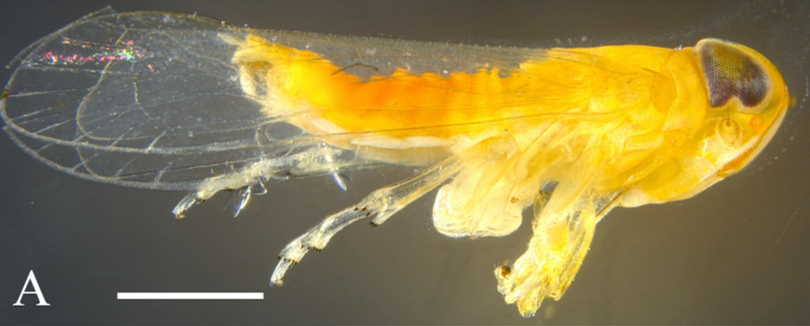 Habitus, lateral view: (Observation).