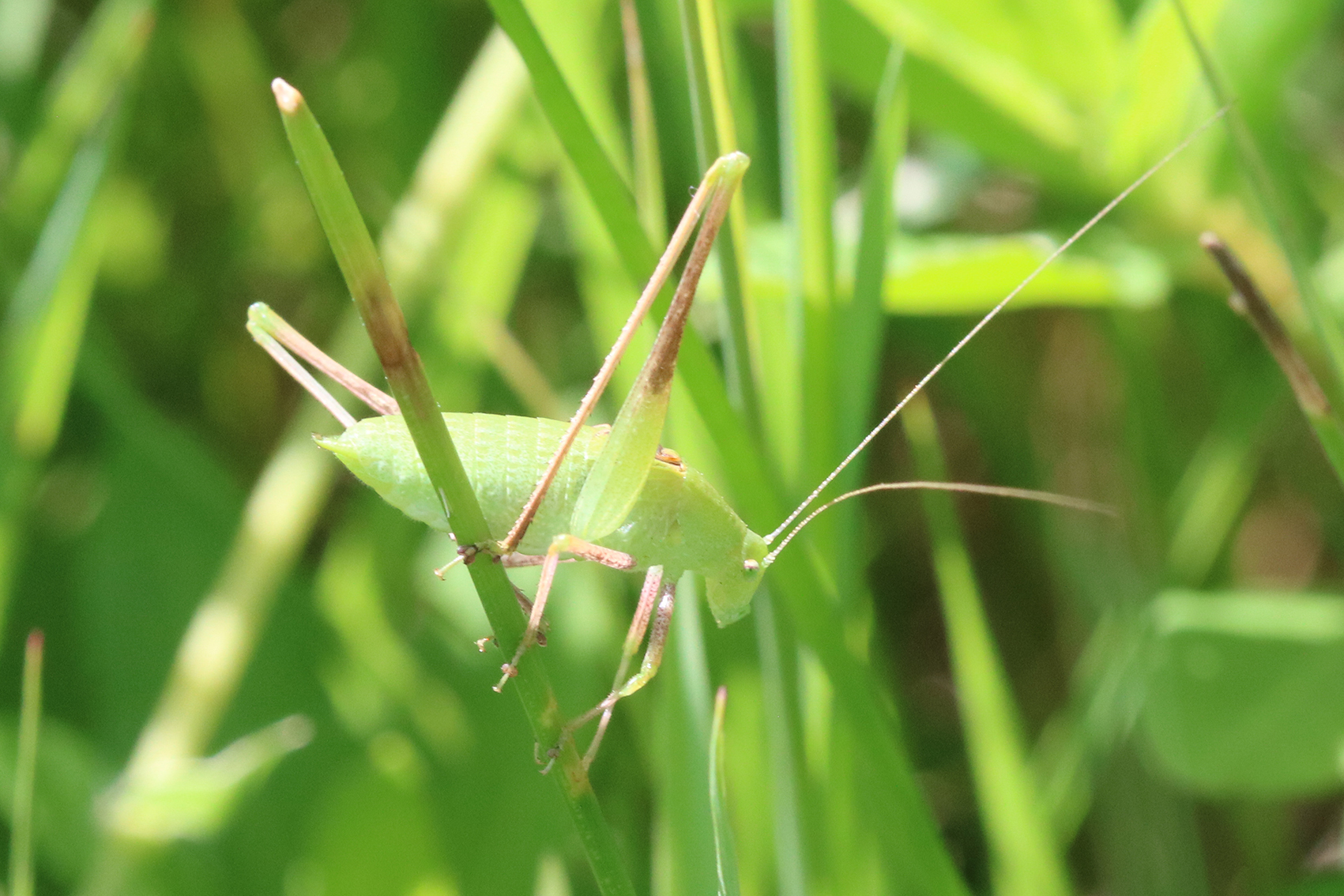CollectionObject 1600434; 57bfa831-0ad9-449c-bc53-0b00480a4f0c, MLP-OR-3195: male (holotype). (CollectionObject).