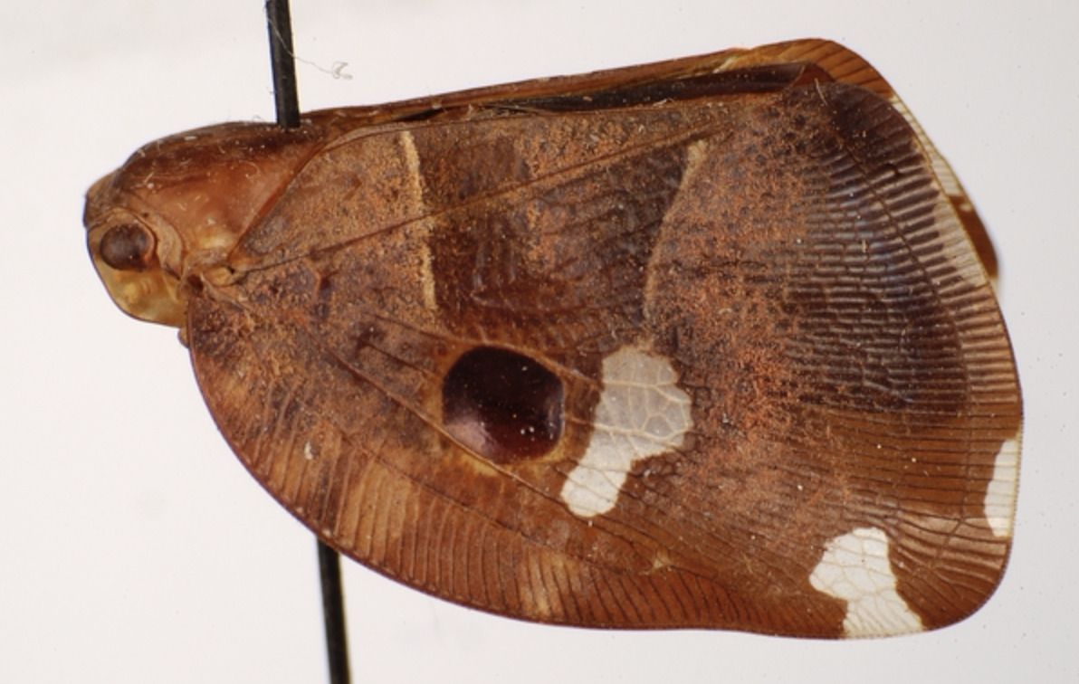 Habitus, lateral view: !! display not done !! on Vutina bipunctata Metcalf, 1938: (Observation).