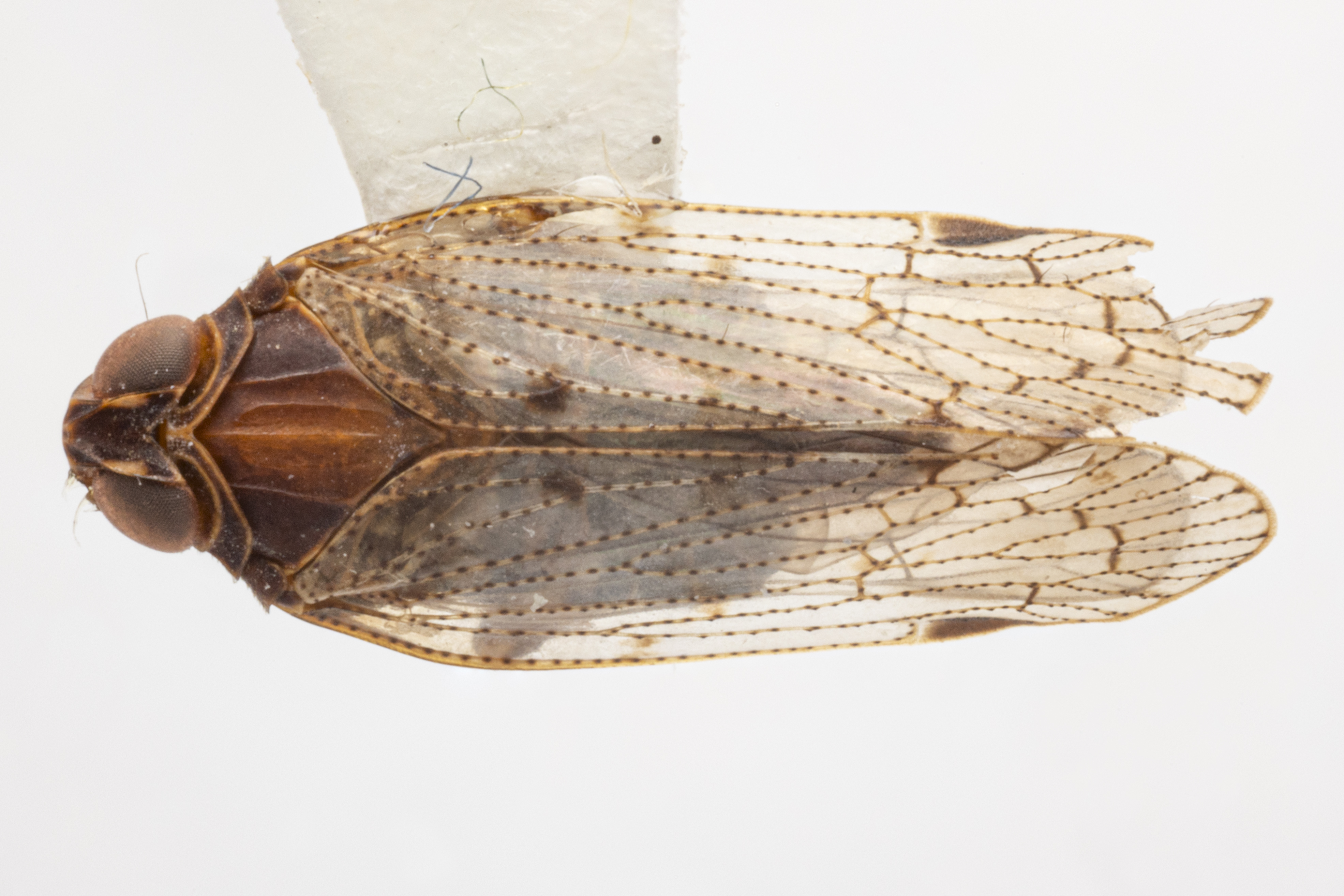 Habitus, dorsal view: (Observation).