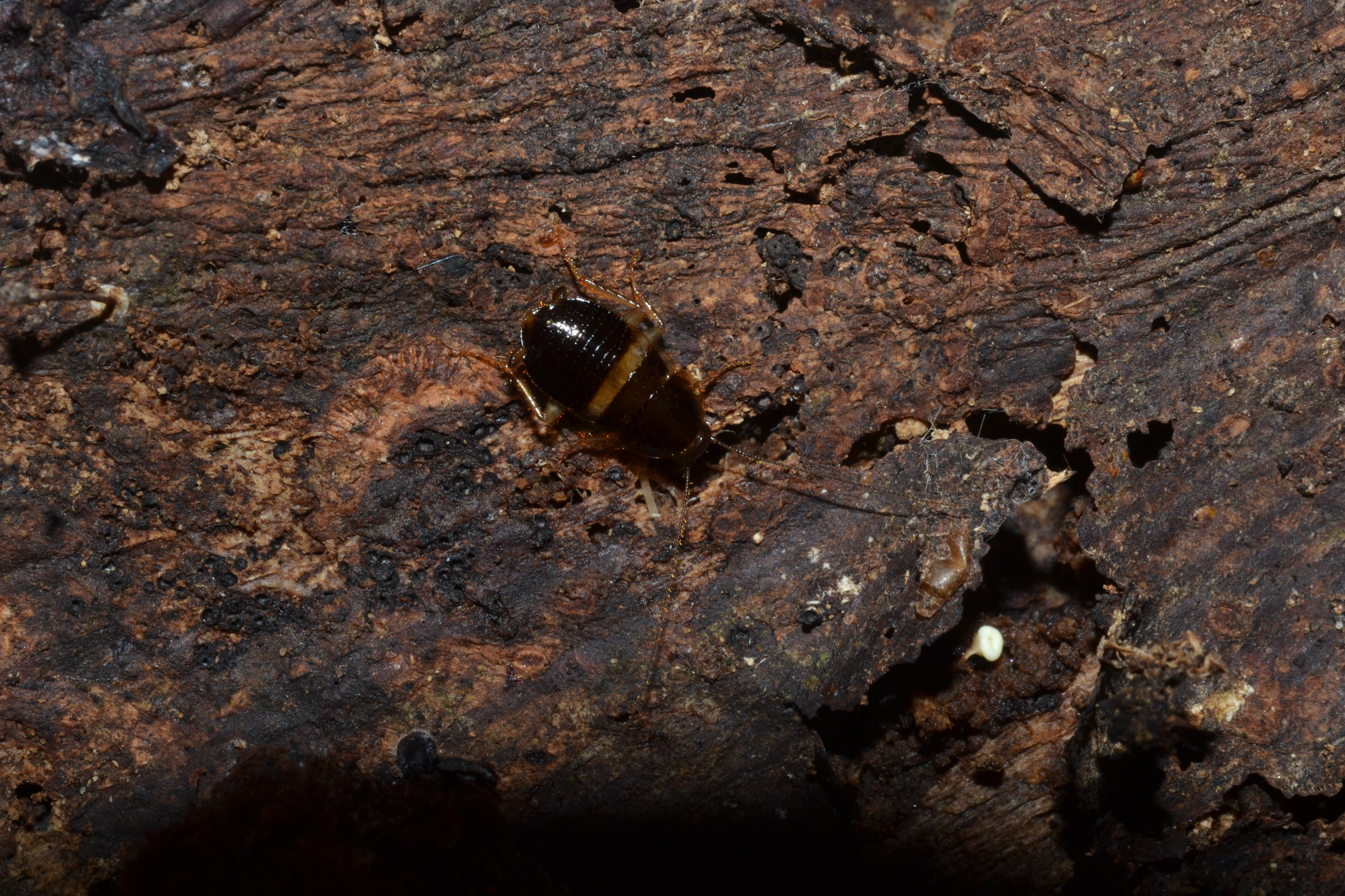 Tagaloblatta Lucañas, 2016: adult male. Copyright C. C. Lucañas. (Otu).