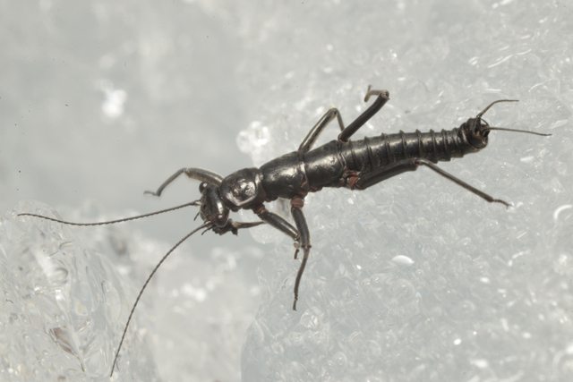 Andiperla morenensis Pessacq & Rivera-Pomar, 2019: (Otu).