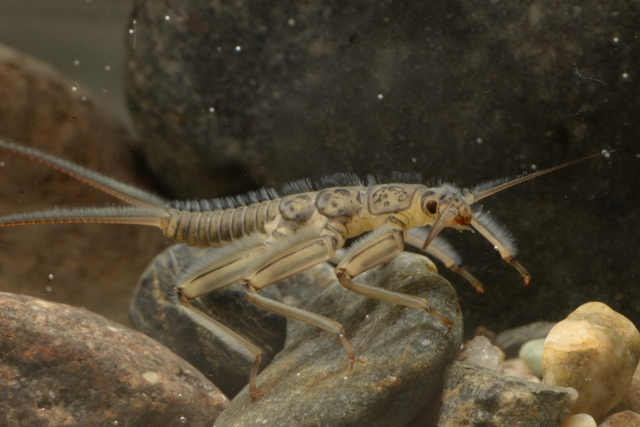 Notoperla Enderlein, 1909: Nymph. (Otu).