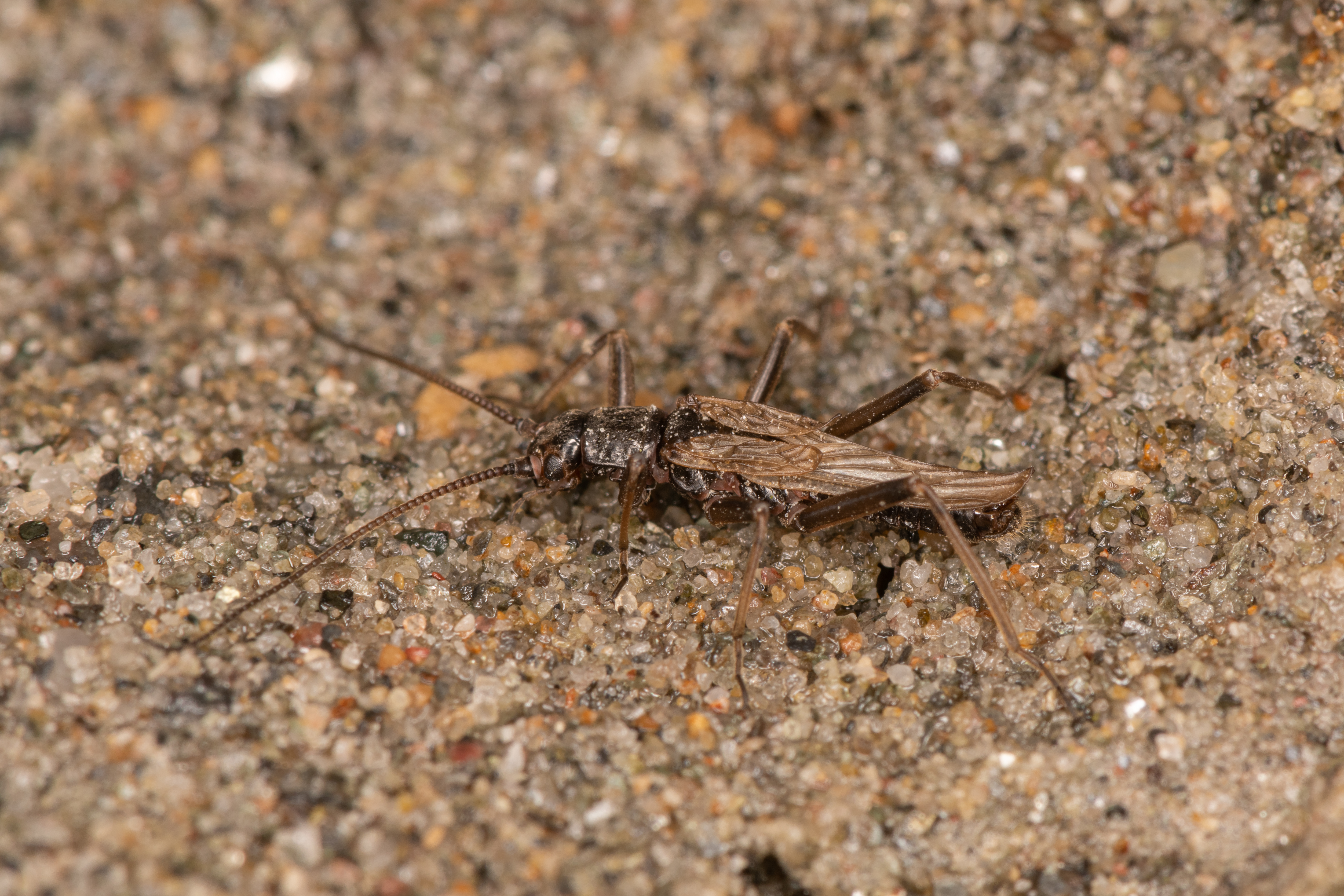 Brachyptera trifasciata (Pictet, 1832): (Otu).