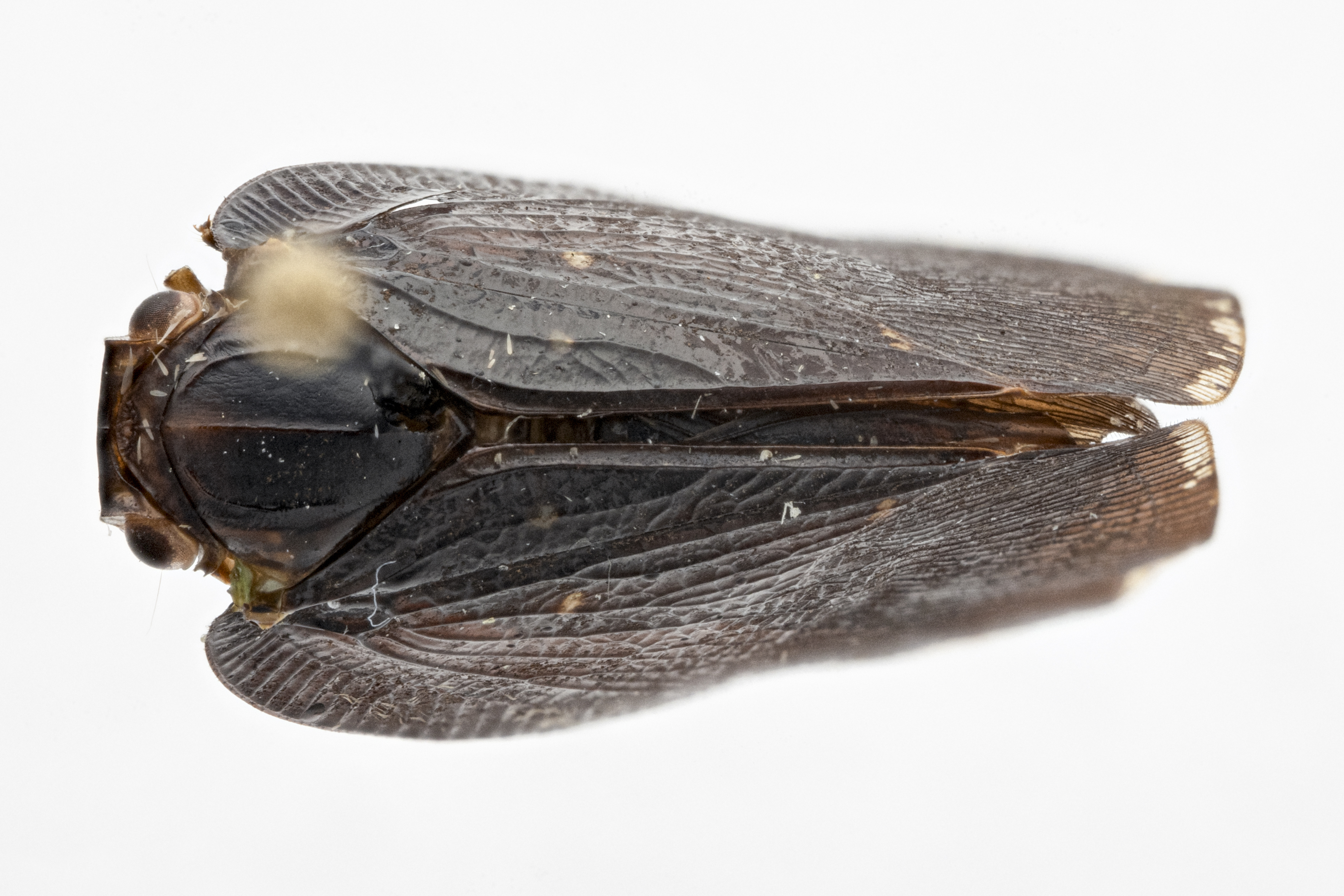 Habitus, dorsal view: (Observation).