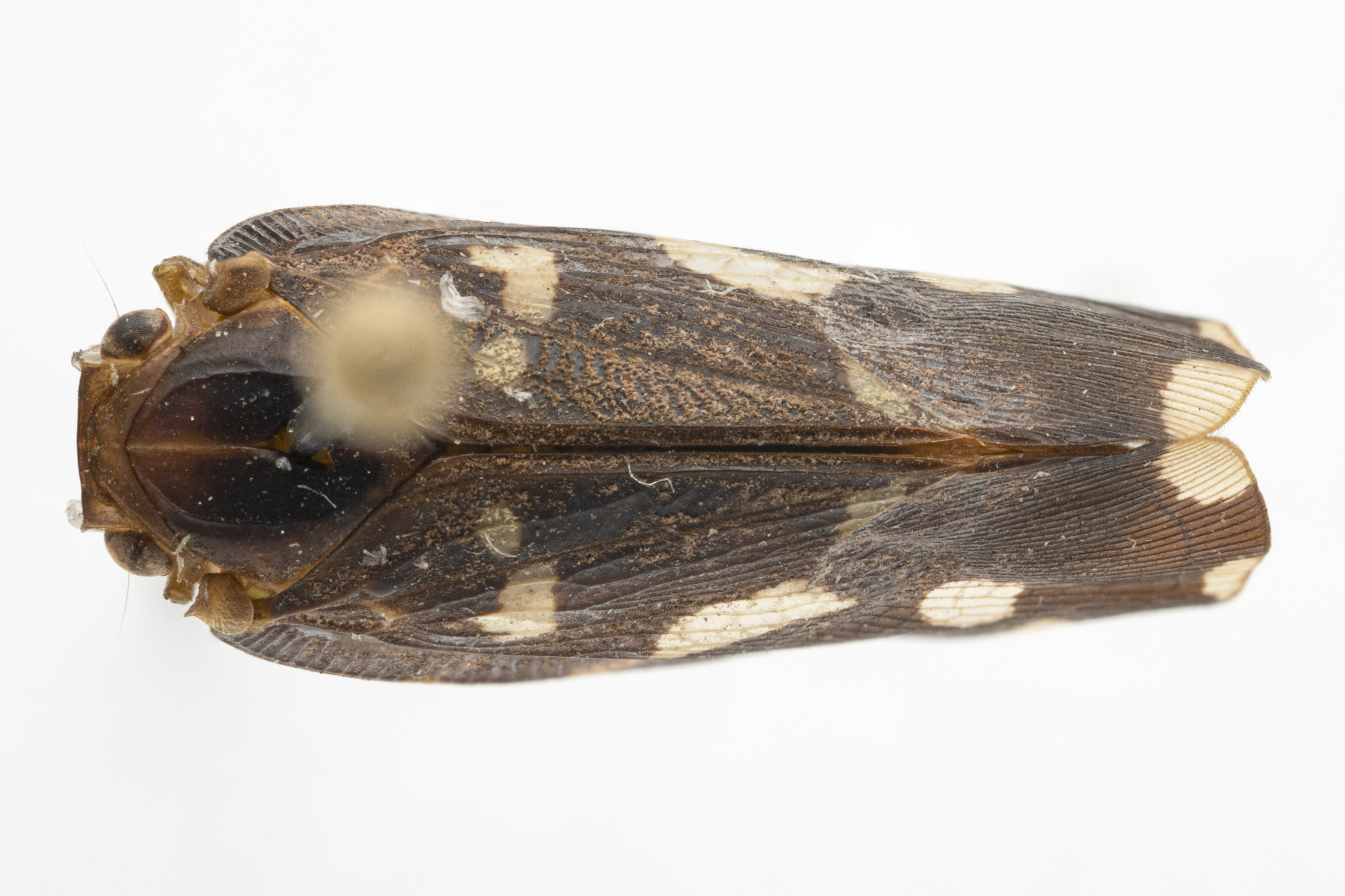 Habitus, dorsal view: !! display not done !! on Vutina sexmaculata (Signoret, 1862): (Observation).