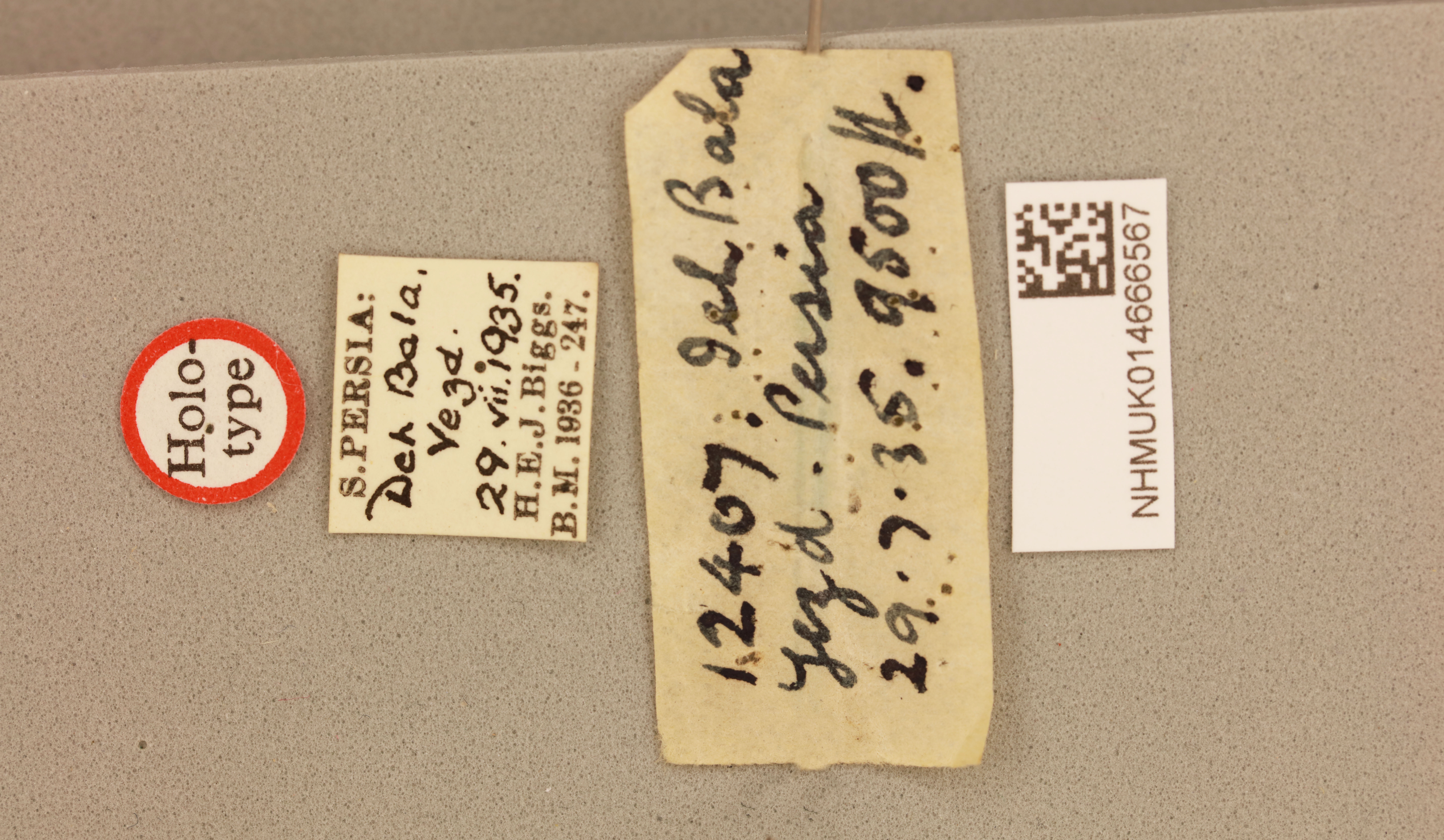 Cophotylus splendens (Uvarov, 1933): Cophotylus splendens (Holotype). (Otu).