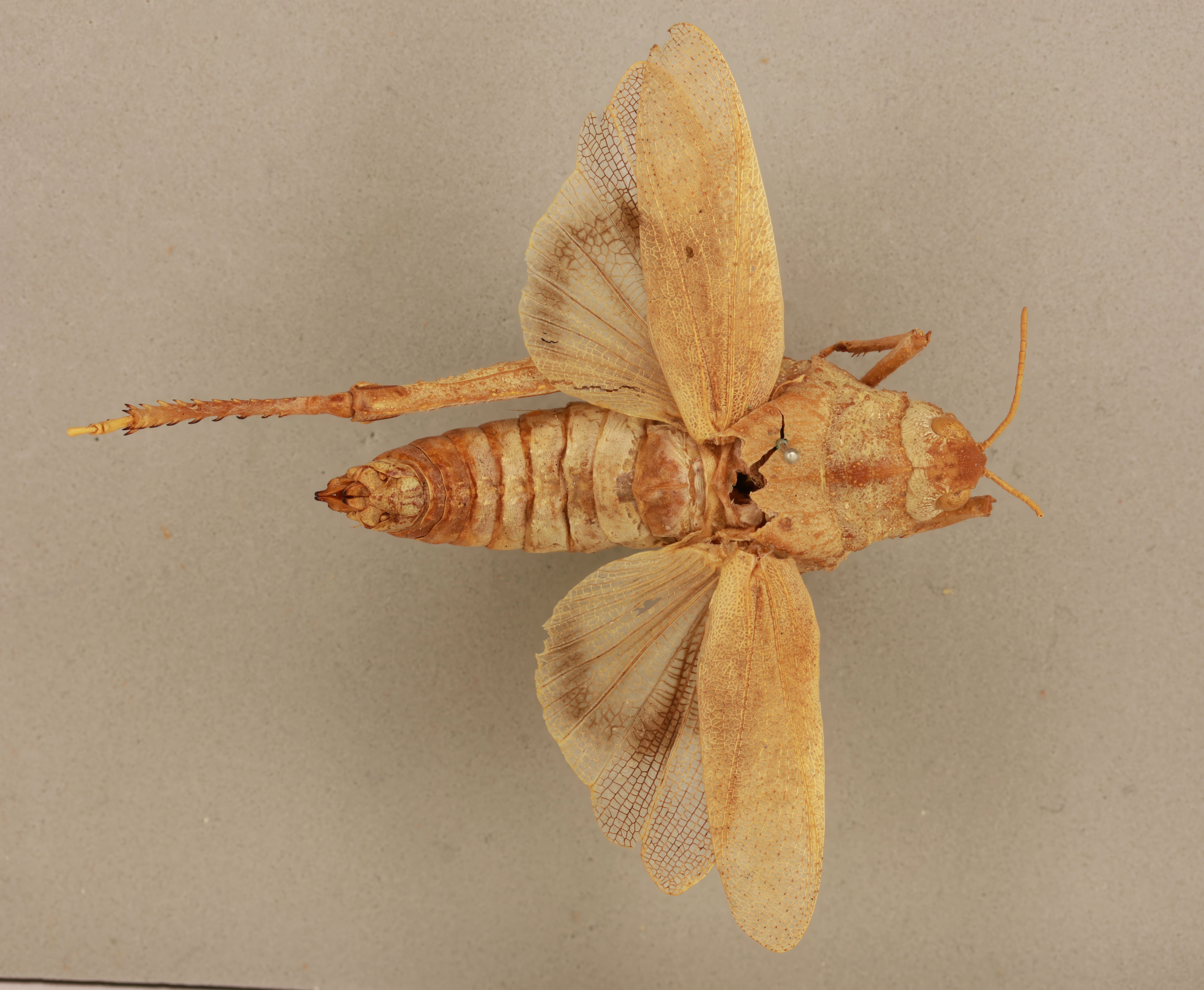 CollectionObject 1518692; 7bbac2b1-e336-4c2d-8aad-ae8bf009ba55: female, dorsal view (holotype). (CollectionObject).