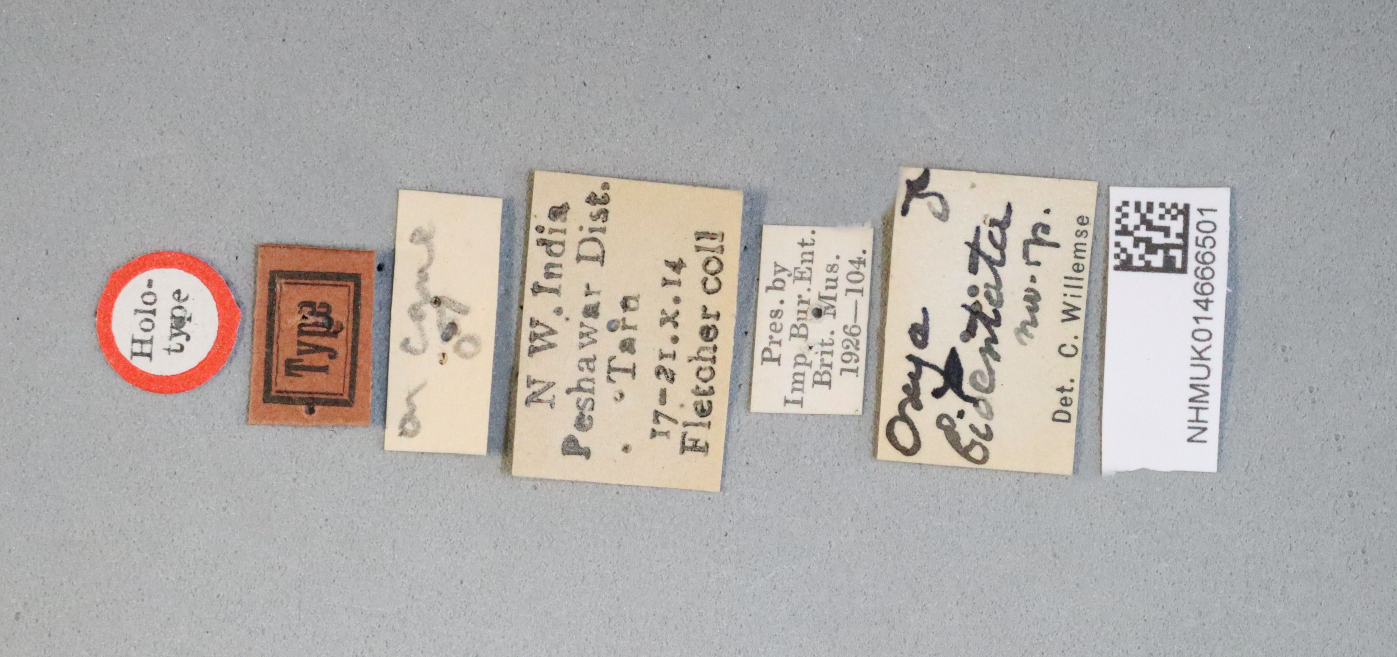 CollectionObject 1519635; af680be9-8650-43a6-911b-15315c126313: labels (holotype). (CollectionObject).