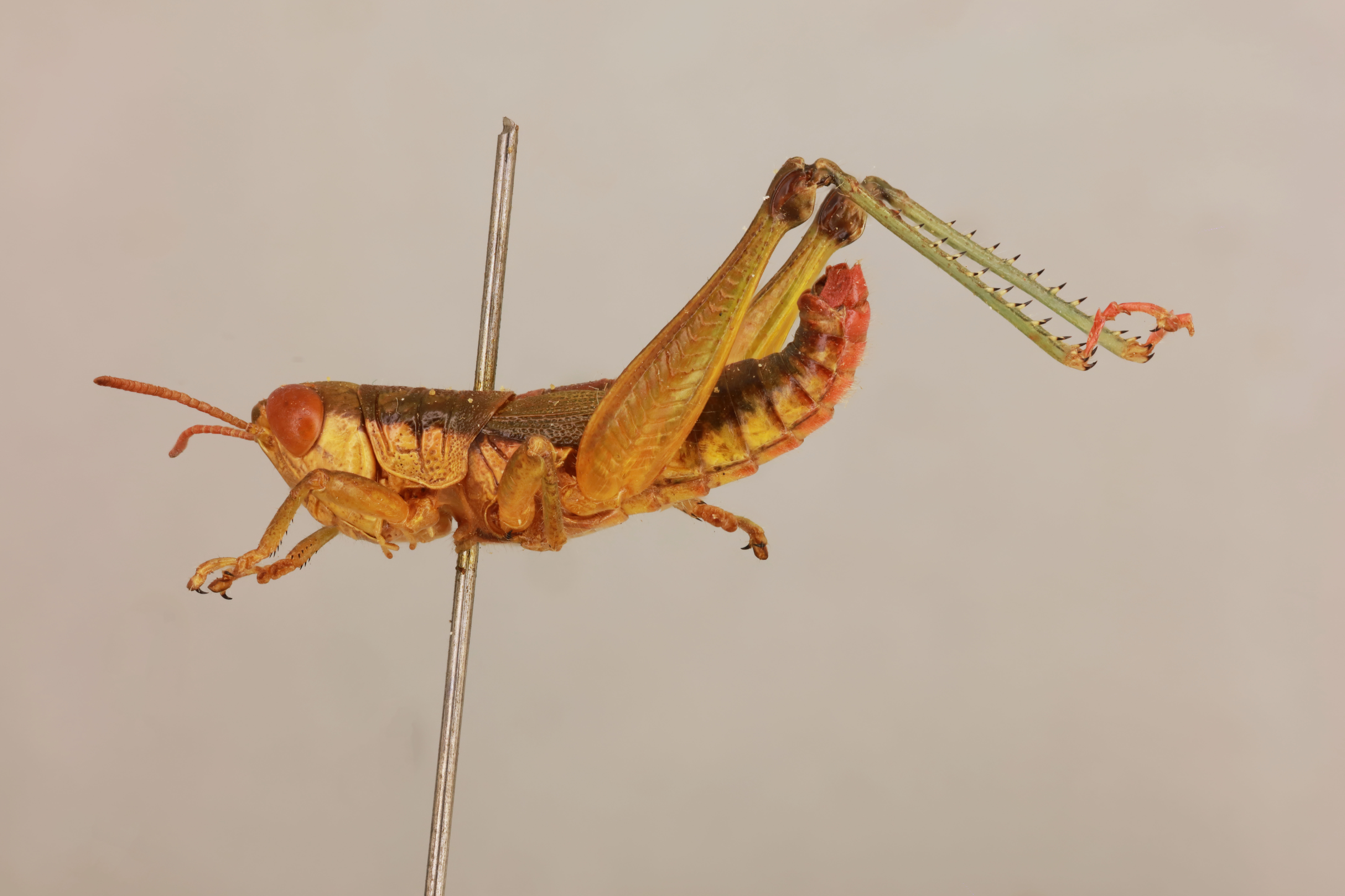 CollectionObject 1519599; 1e5d586f-4d98-4296-88f3-de53b4472a06: male, lateral view (holotype). (CollectionObject).