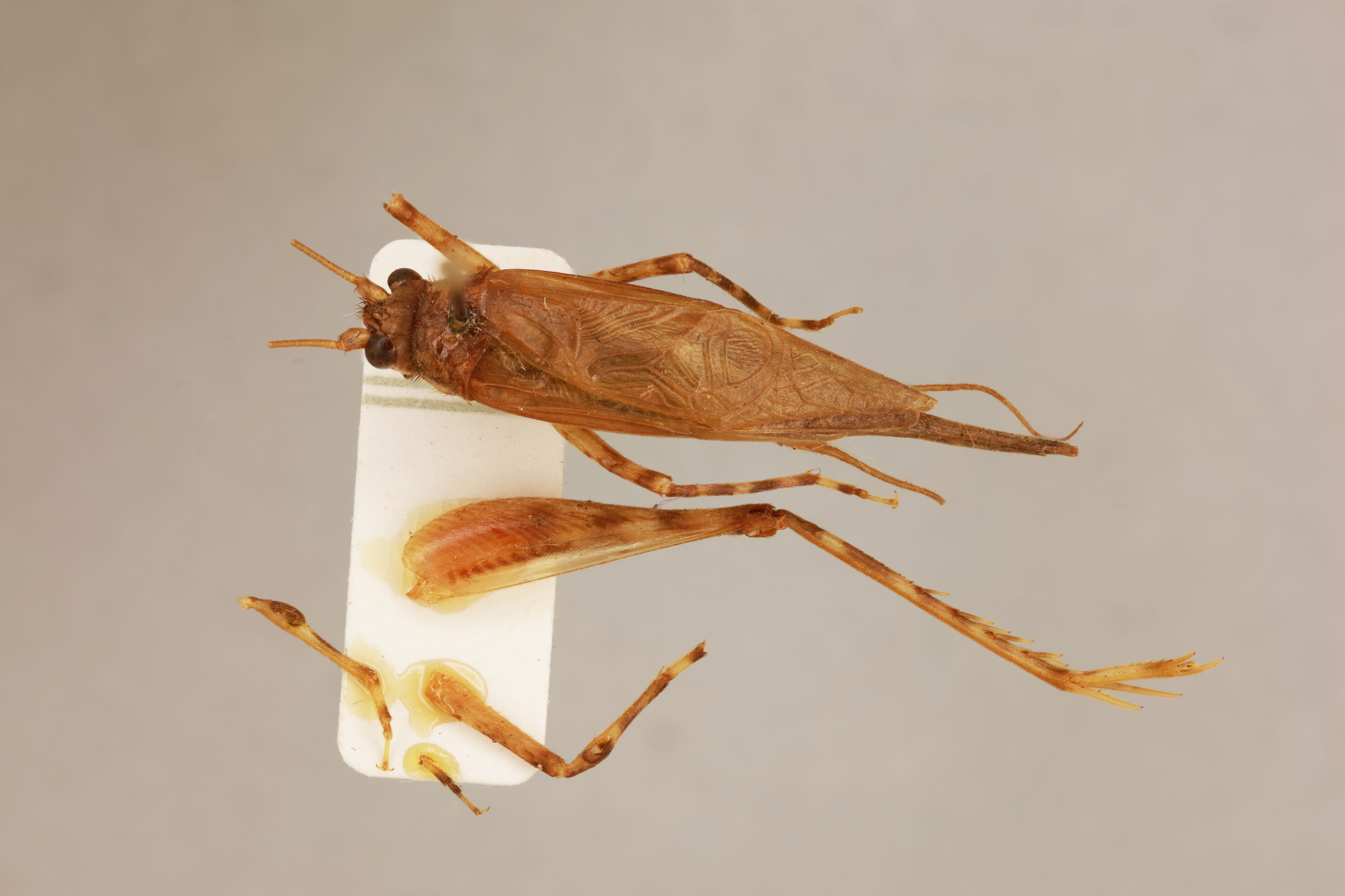 CollectionObject 1518124; f7415916-f9bd-49ef-ad95-e6e8004b3b60: male, dorsal view (holotype). (CollectionObject).