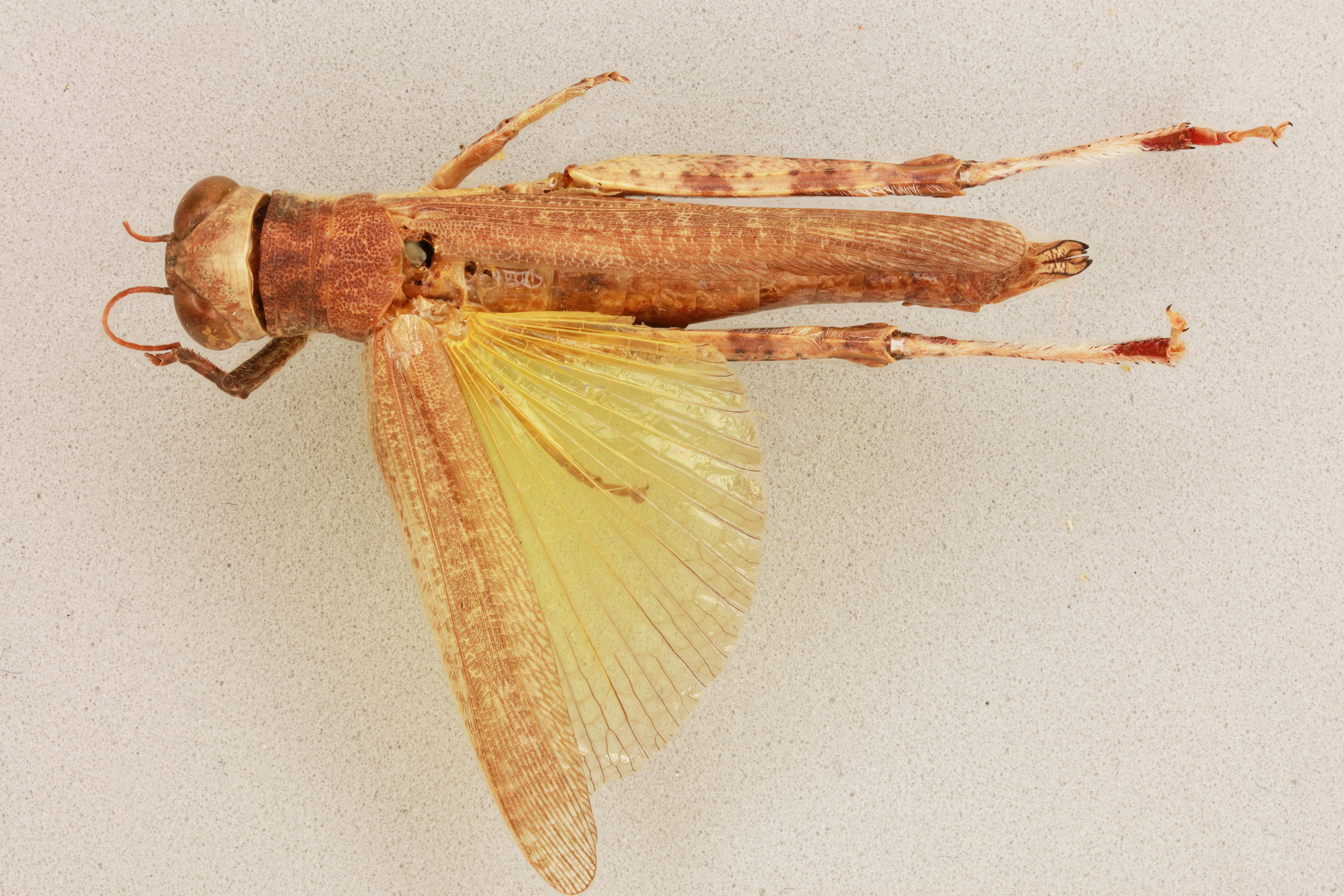 CollectionObject 1520425; 35a578ed-bd86-429e-acb3-8ae3315013cc: female, dorsal view (holotype). (CollectionObject).