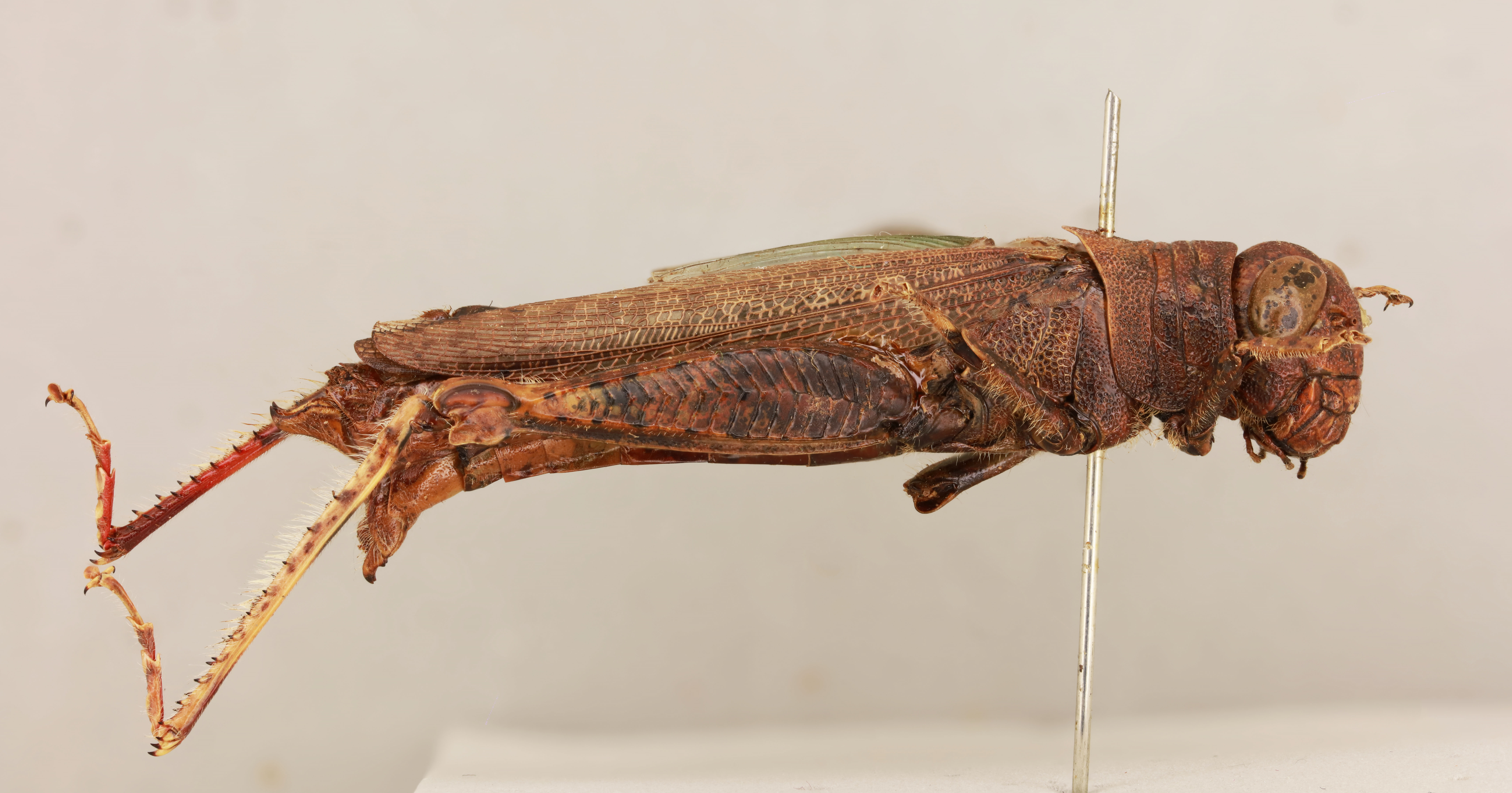 CollectionObject 1520426; 7488c3b0-3746-4e57-aaff-b458d4454cd6: female, lateral view (holotype). (CollectionObject).