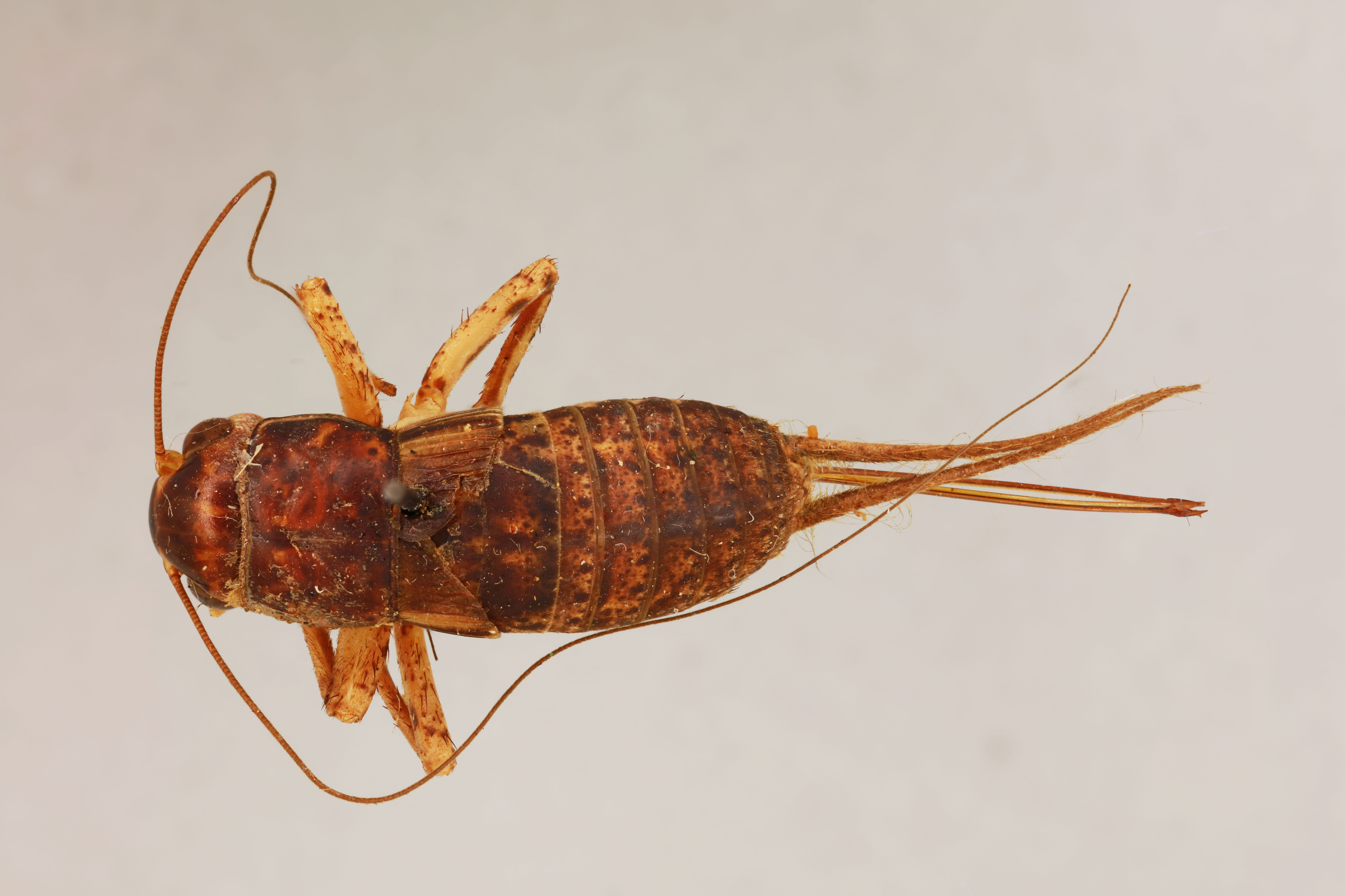 CollectionObject 1517614; 6888dc56-2312-4656-aa4e-fef3a8502044: female, dorsal view (syntype). (CollectionObject).