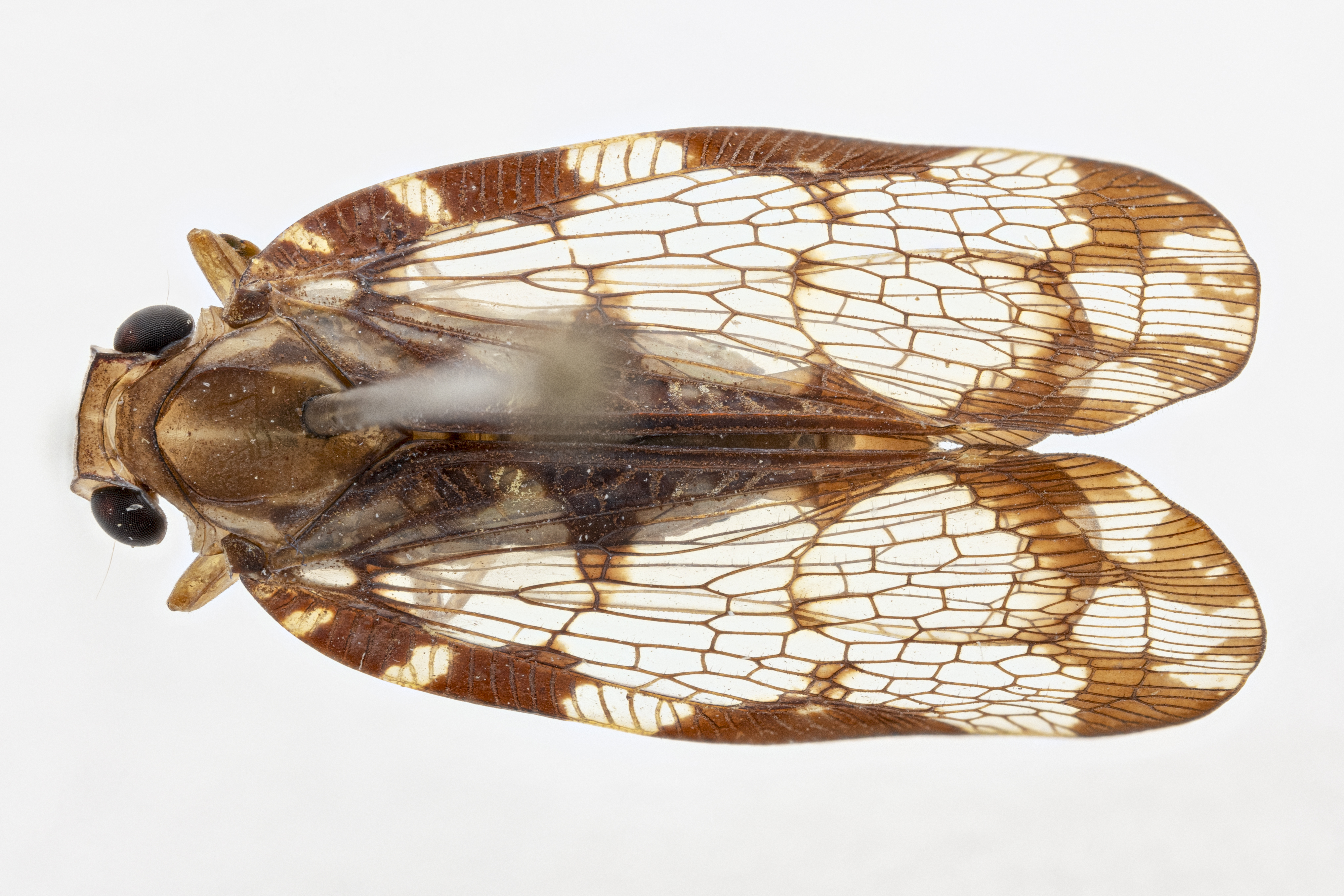 Habitus, dorsal view: !! display not done !! on Nogodina Stål, 1859: (Observation).