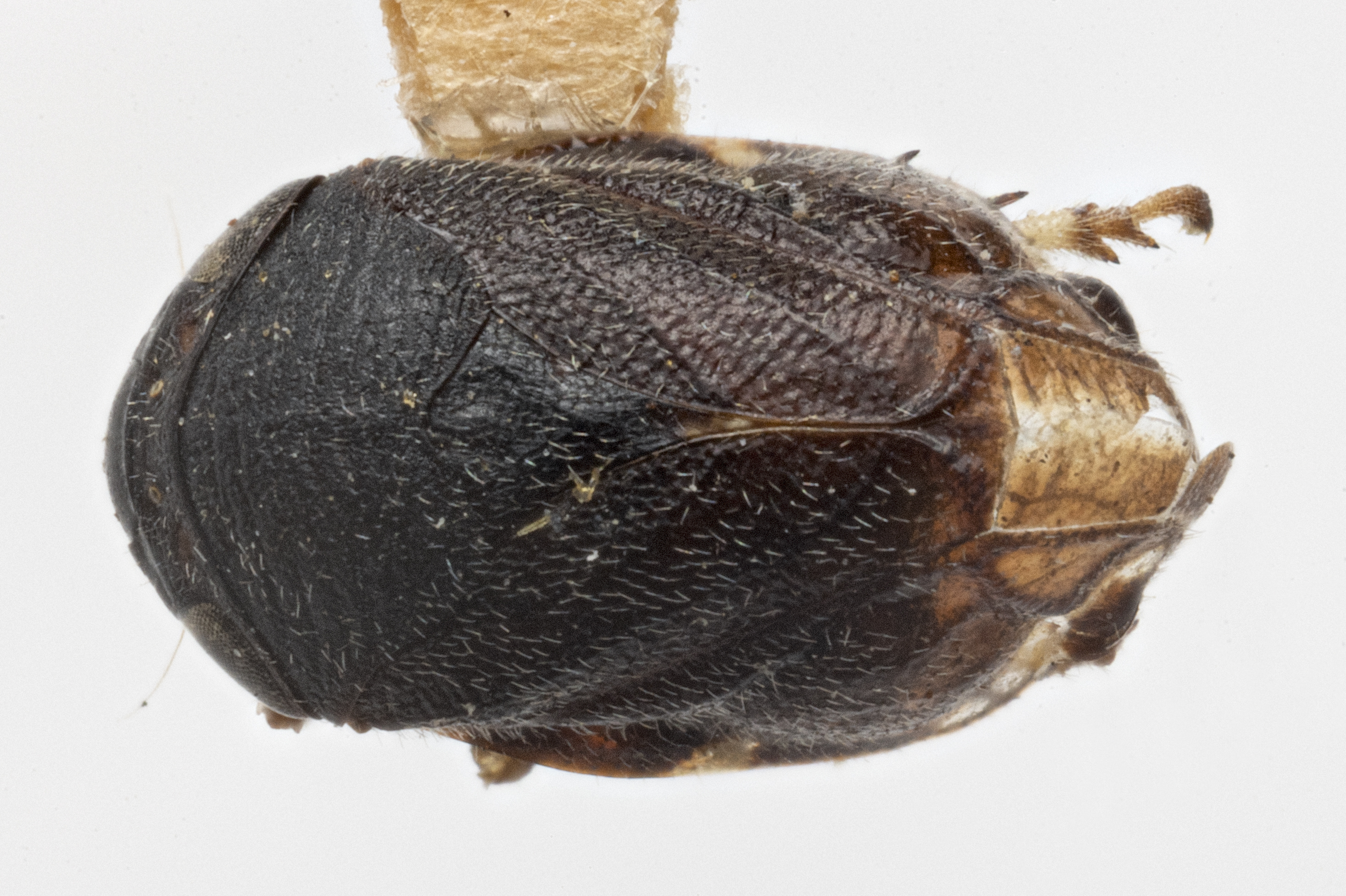 Habitus, dorsal view: !! display not done !! on Clastoptera brunnea Ball, 1919: (Observation).