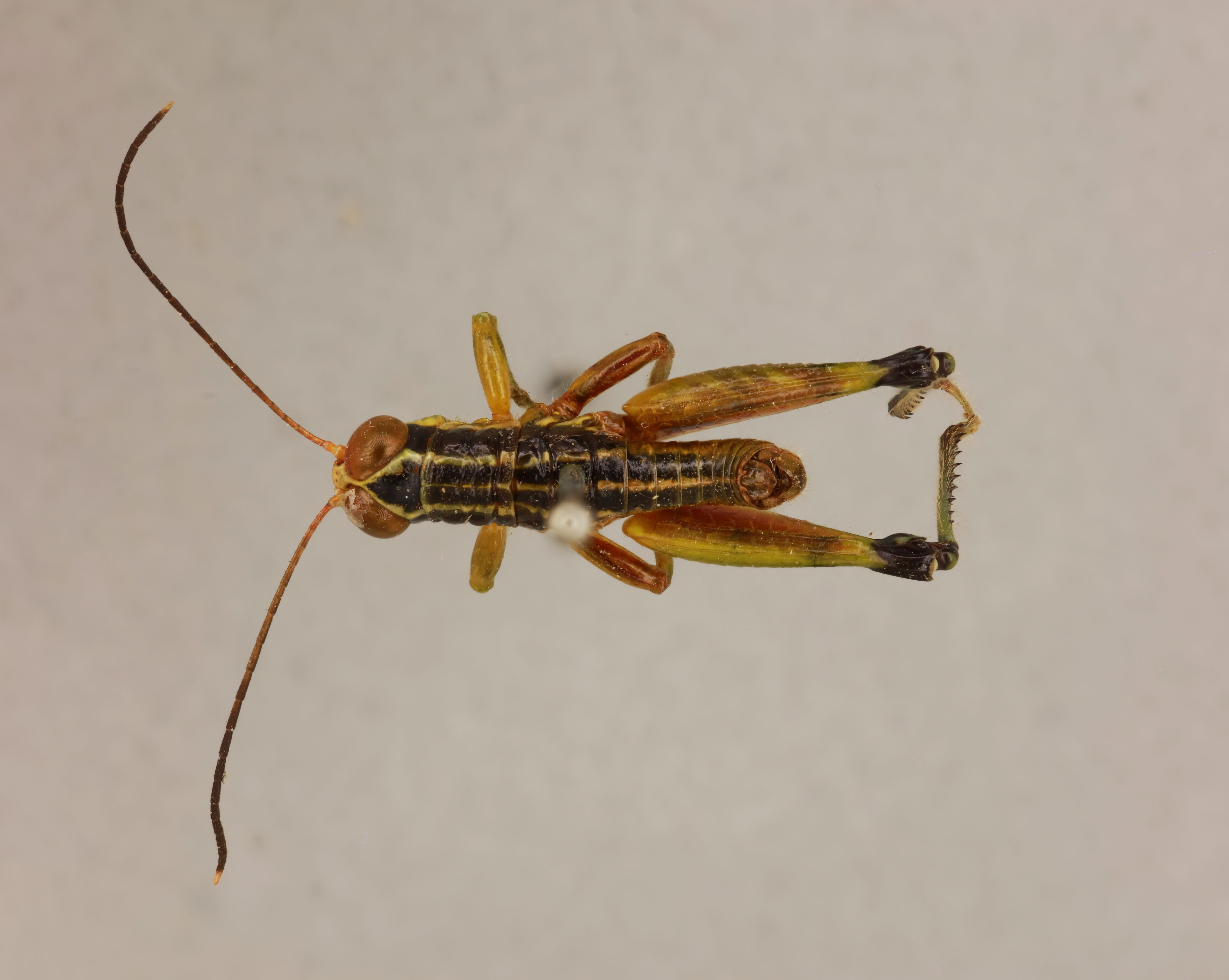 CollectionObject 1518875; cf960a42-b57f-41e8-8c78-628ba401d6fb: male, dorsal view (holotype). (CollectionObject).
