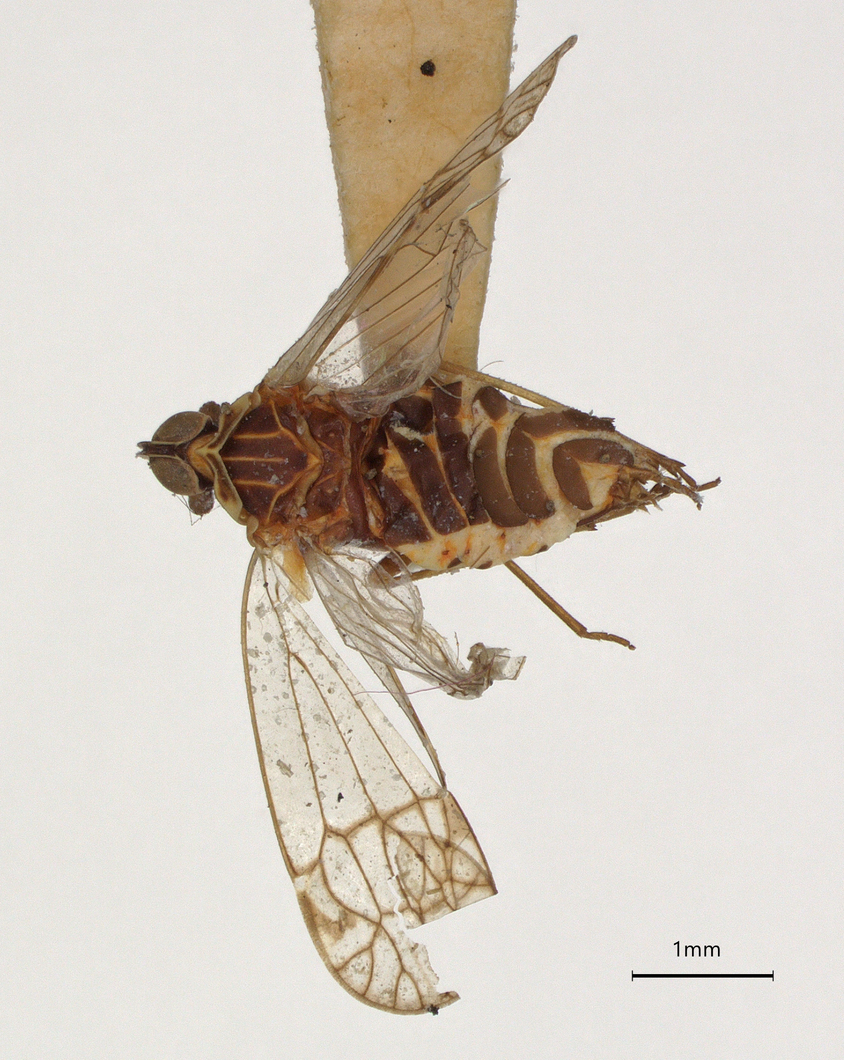 Habitus, dorsal view: (Observation).