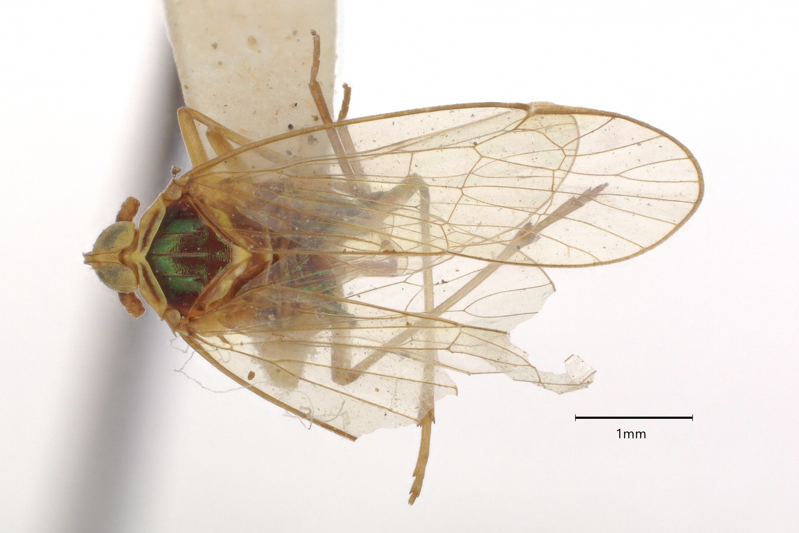 Habitus, dorsal view: (Observation).