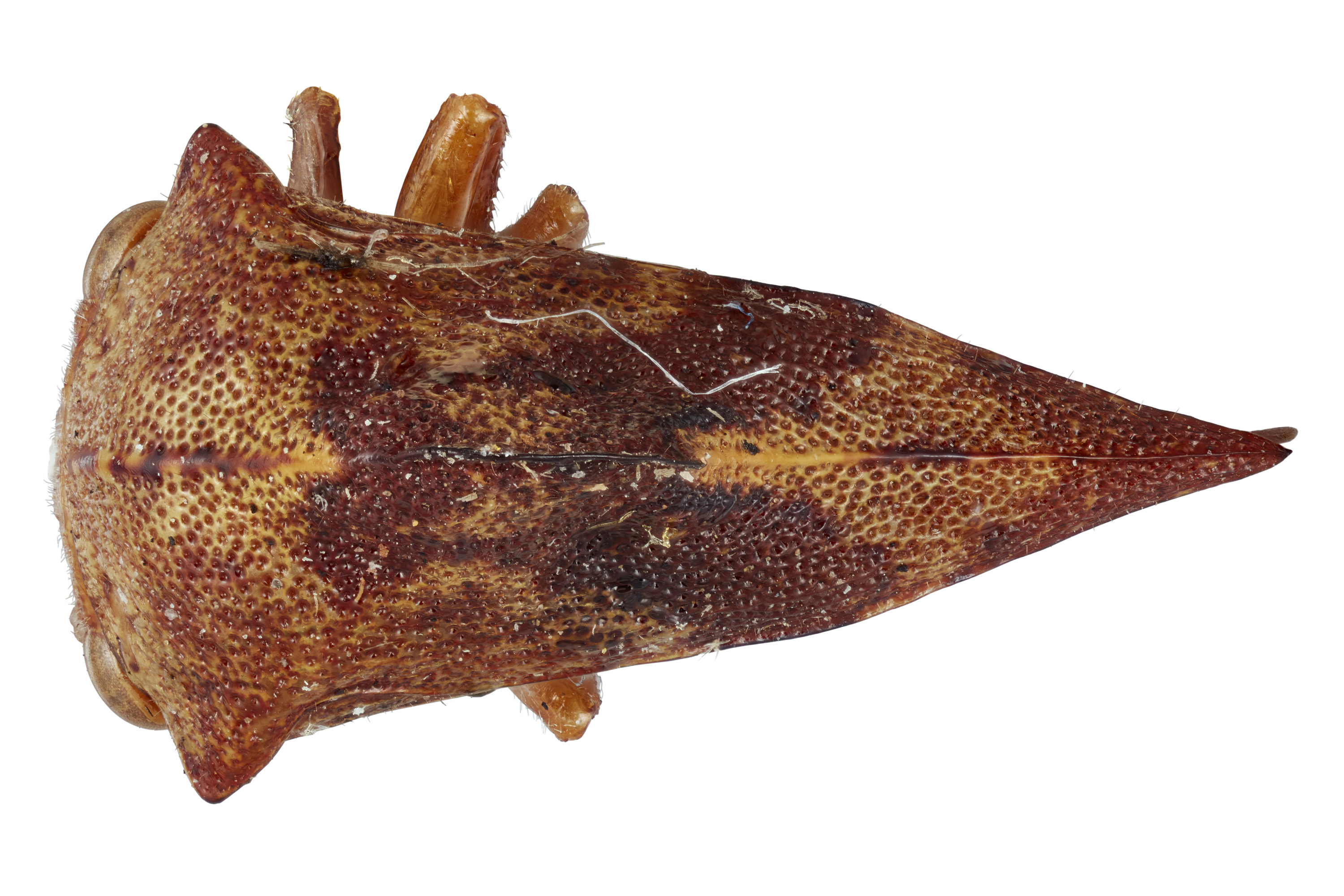 Habitus, dorsal view: !! display not done !! on Telamona calva Ball, 1933: (Observation).