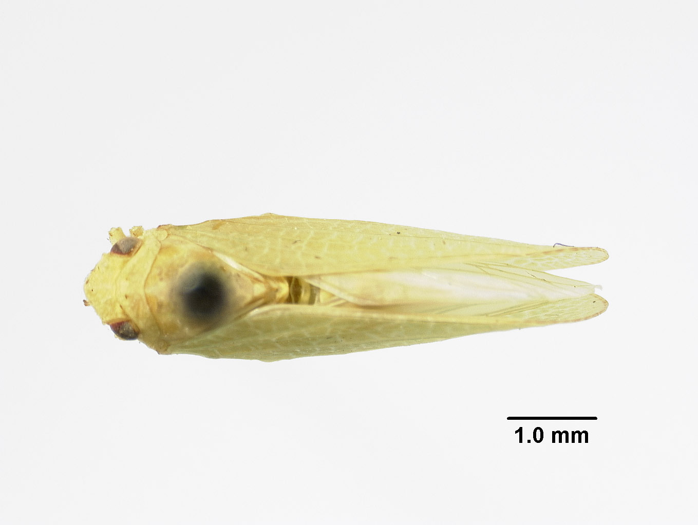 Habitus, dorsal view: (Observation).