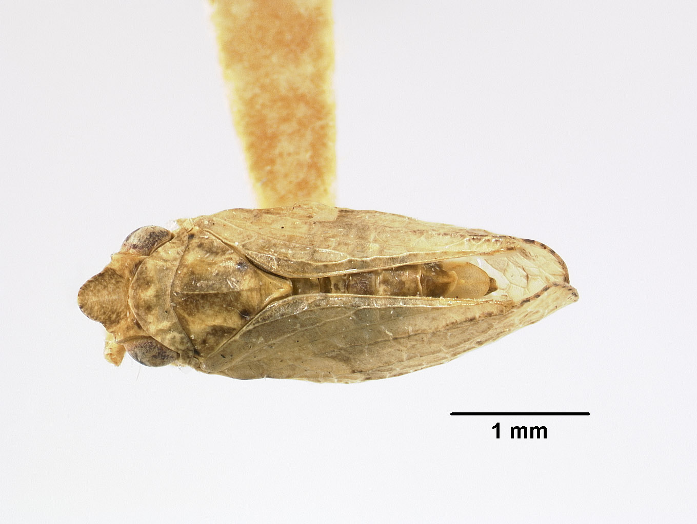 Habitus, dorsal view: !! display not done !! on Philatis vicinus Van Duzee, 1933: (Observation).