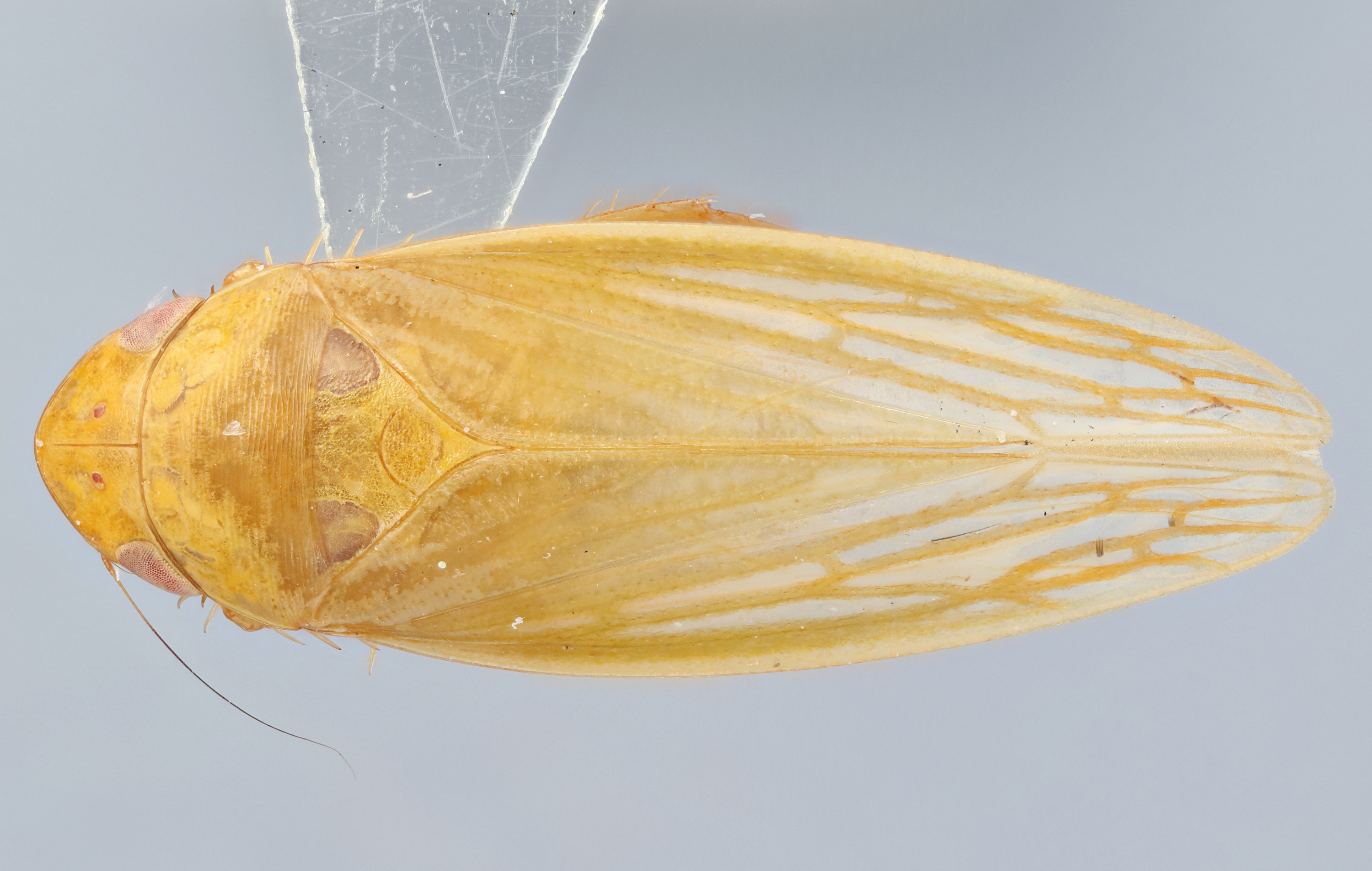 Habitus, dorsal view: !! display not done !! on Gyponana (Gyponana) attenuens Hamilton, 1982: (Observation).