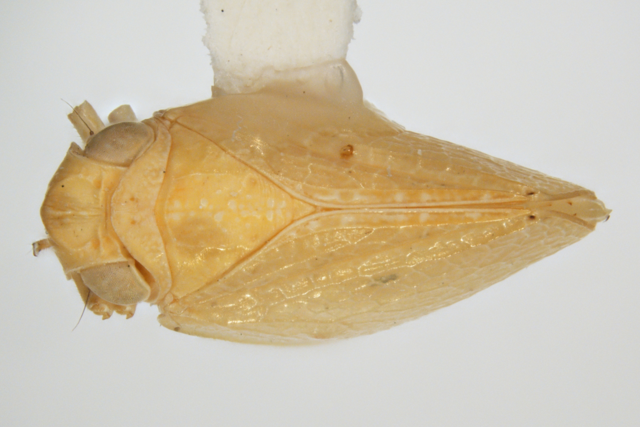 Habitus, dorsal view: !! display not done !! on Acanalonia viequensis Caldwell, 1951: (Observation).