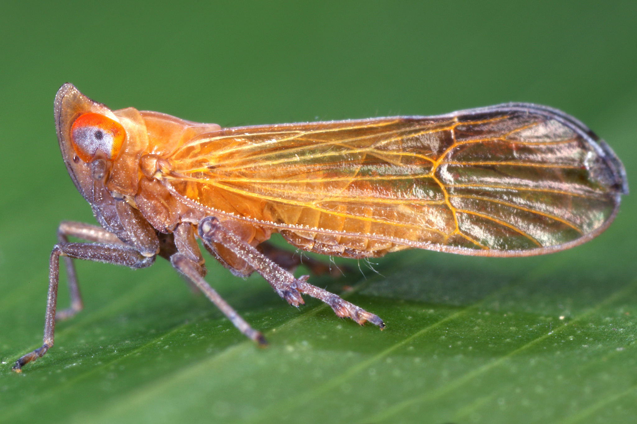Live specimen: !! display not done !! on Ampliphax Bartlett & Kunz, 2015: (Observation).