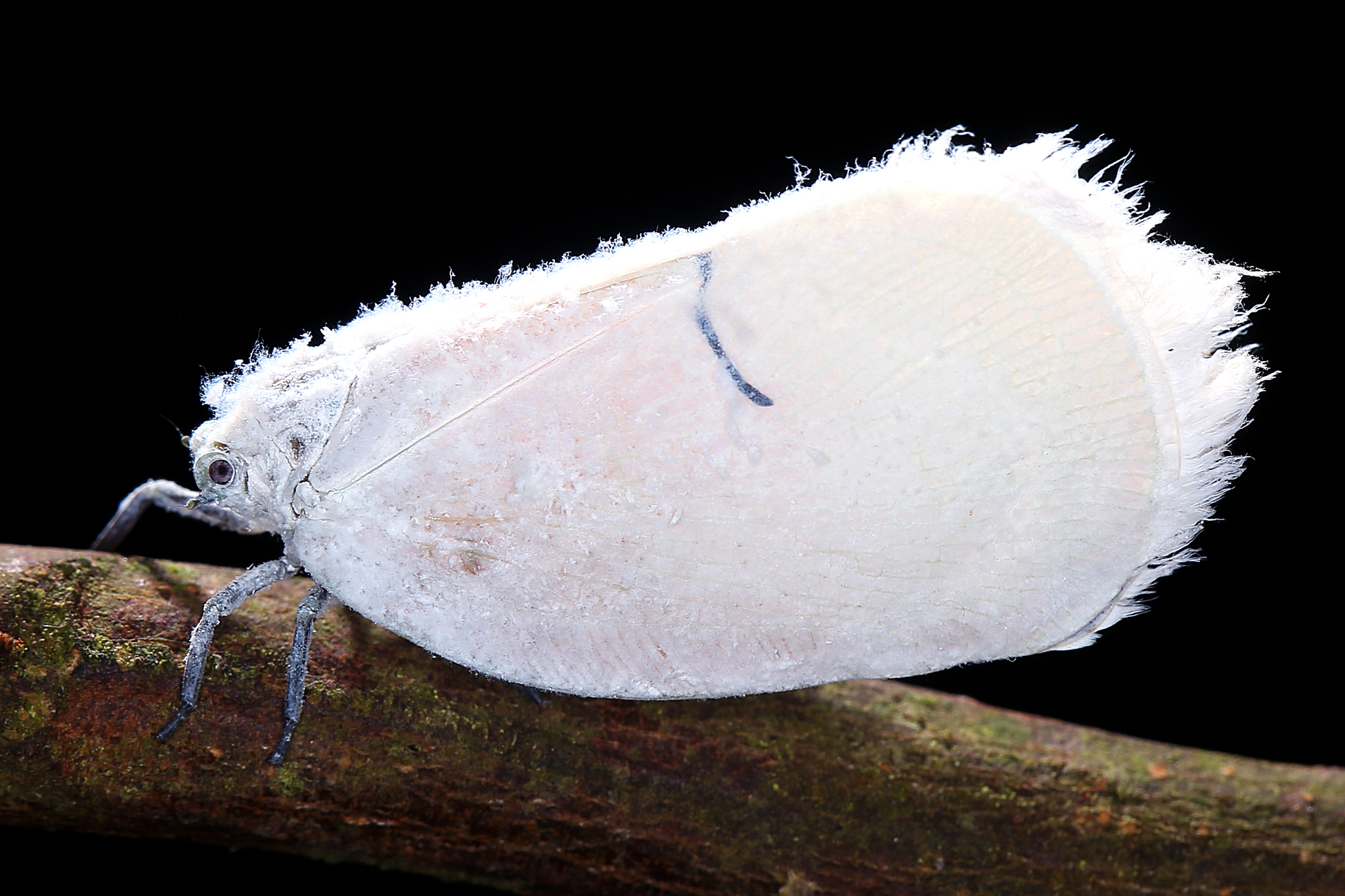 Live specimen: (Observation).
