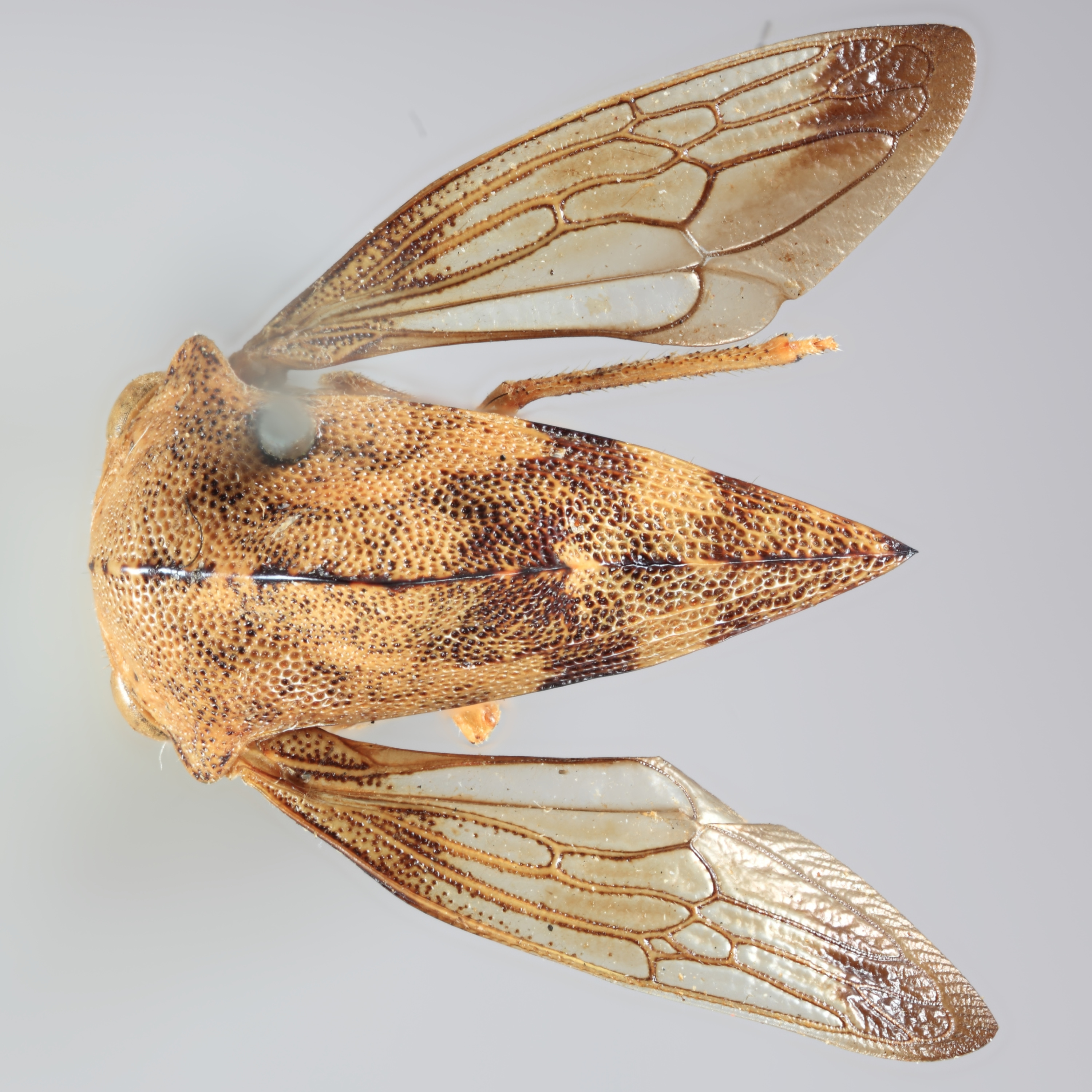 Habitus, dorsal view: !! display not done !! on Telamona reclivata Fitch, 1851: (Observation).