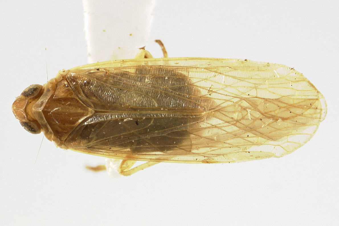 Habitus, dorsal view: !! display not done !! on Juniperthia O'Brien, 1985: (Observation).