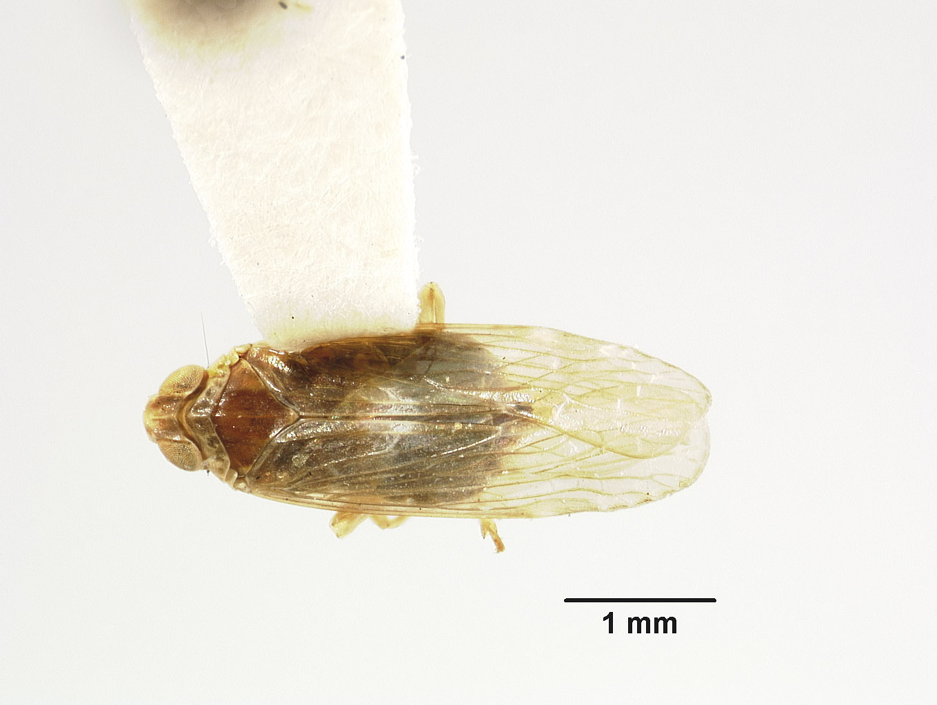 Habitus, dorsal view: (Observation).