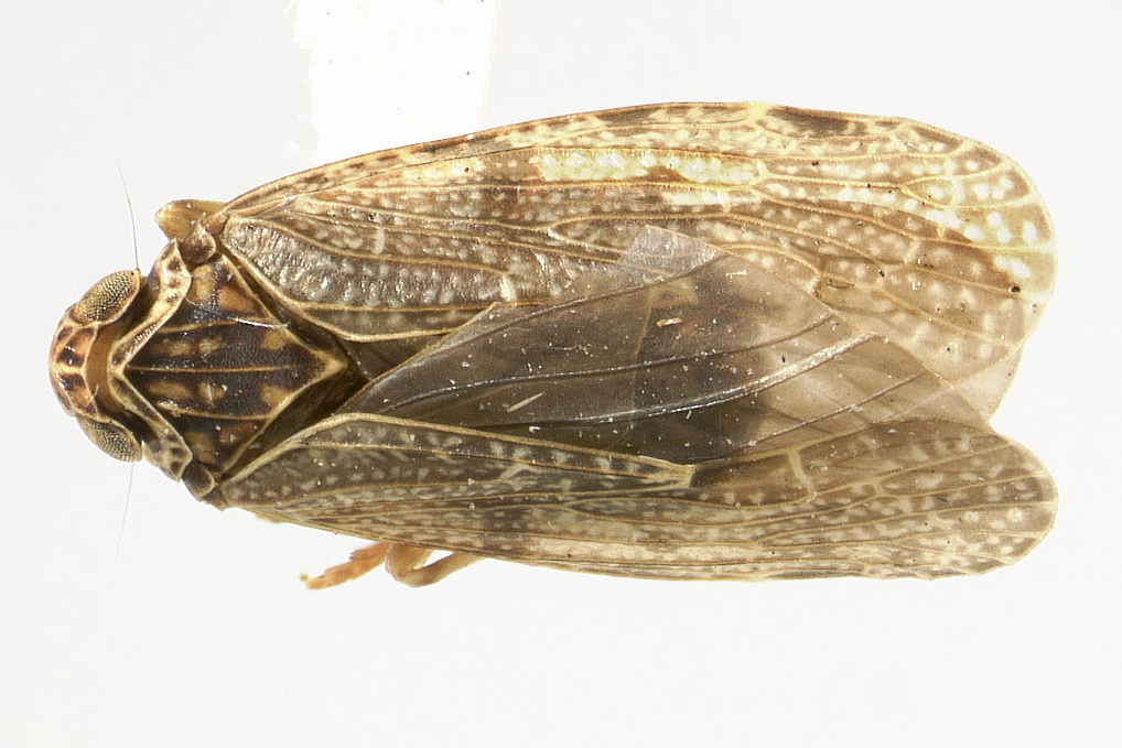 Habitus, dorsal view: (Observation).