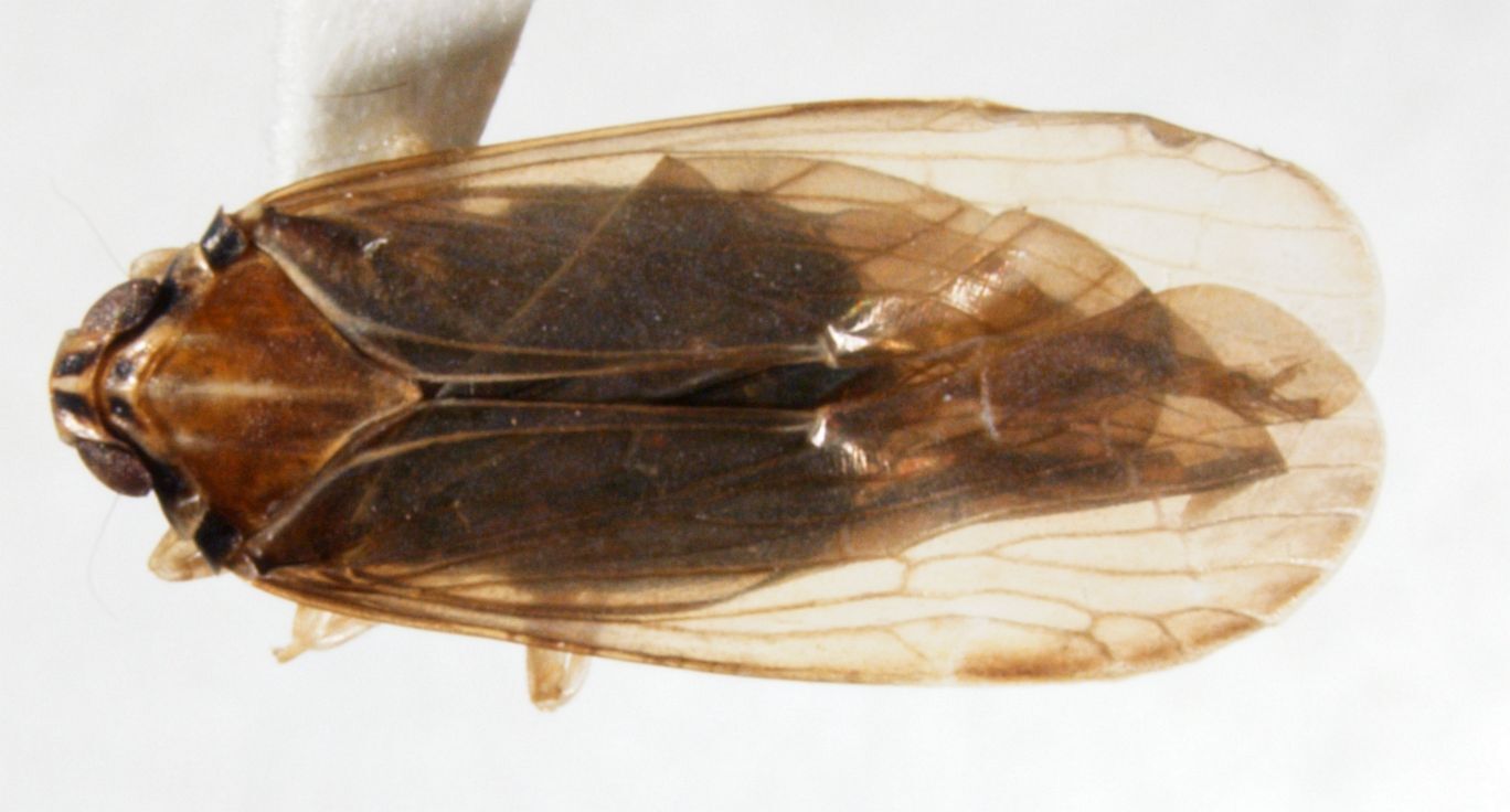 Habitus, dorsal view: !! display not done !! on Synecdoche impunctata (Fitch, 1851): (Observation).