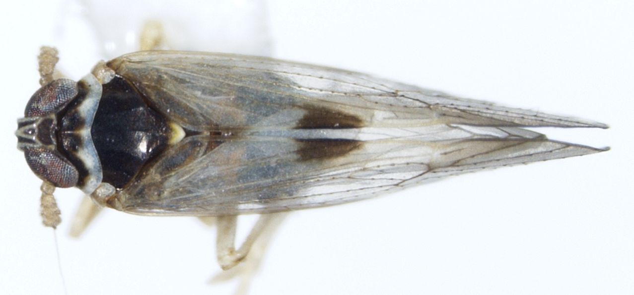Habitus, dorsal view: !! display not done !! on Chionomus puella (Van Duzee, 1897): (Observation).