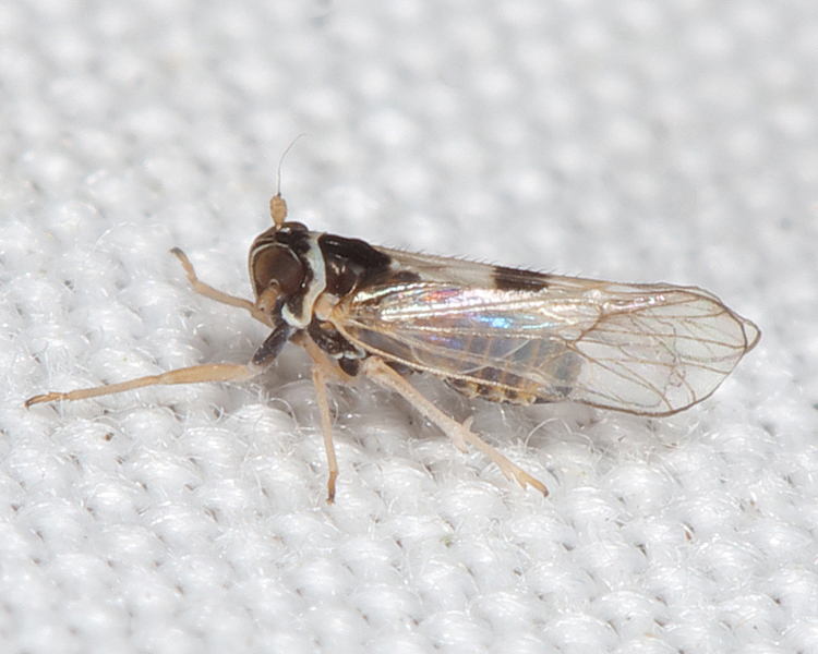 Live specimen: !! display not done !! on Chionomus Fennah, 1971: (Observation).