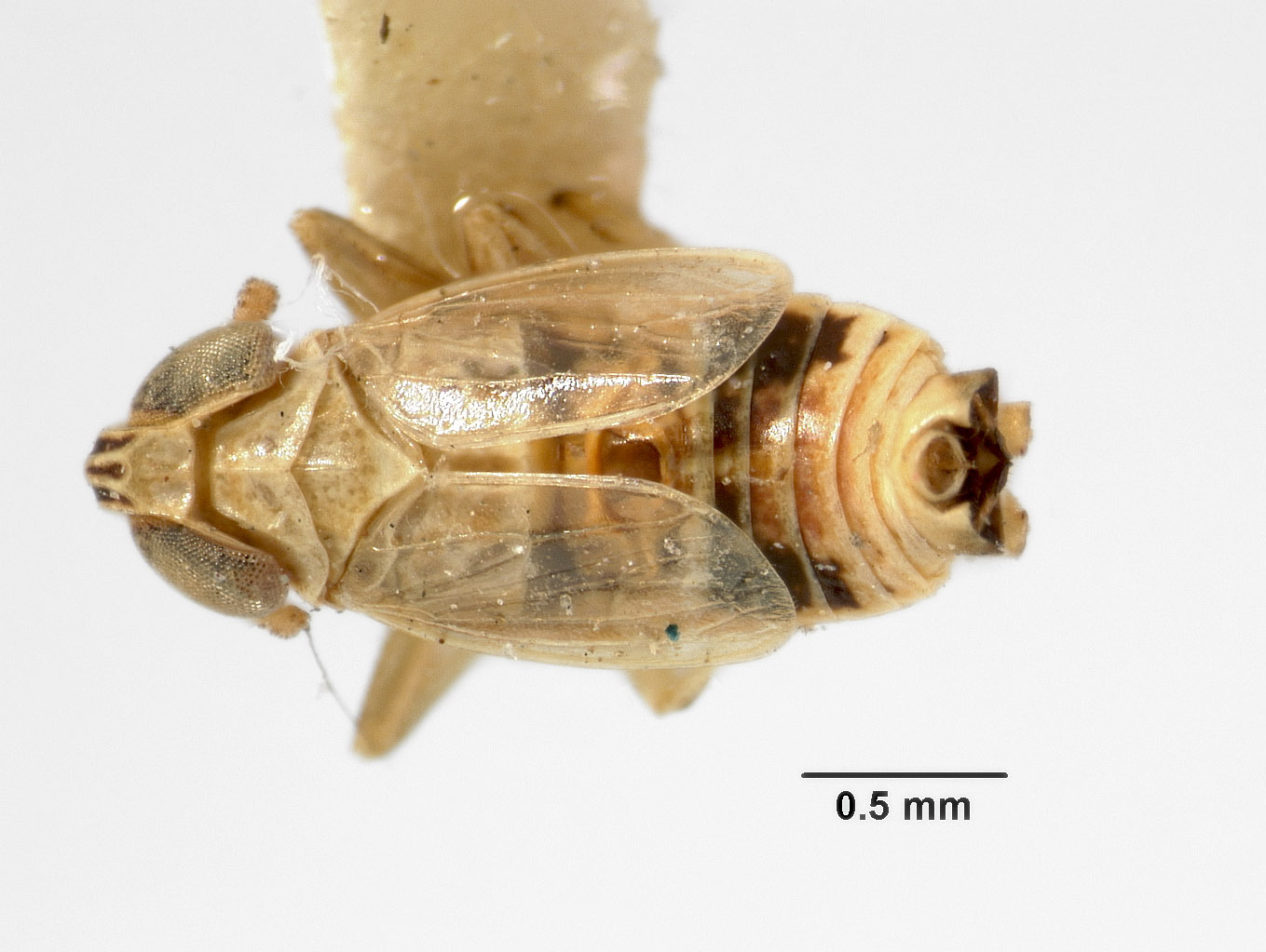 Habitus, dorsal view: (Observation).