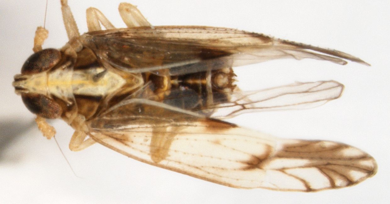 Habitus, dorsal view: !! display not done !! on Tagosodes pusanus (Distant, 1912): (Observation).