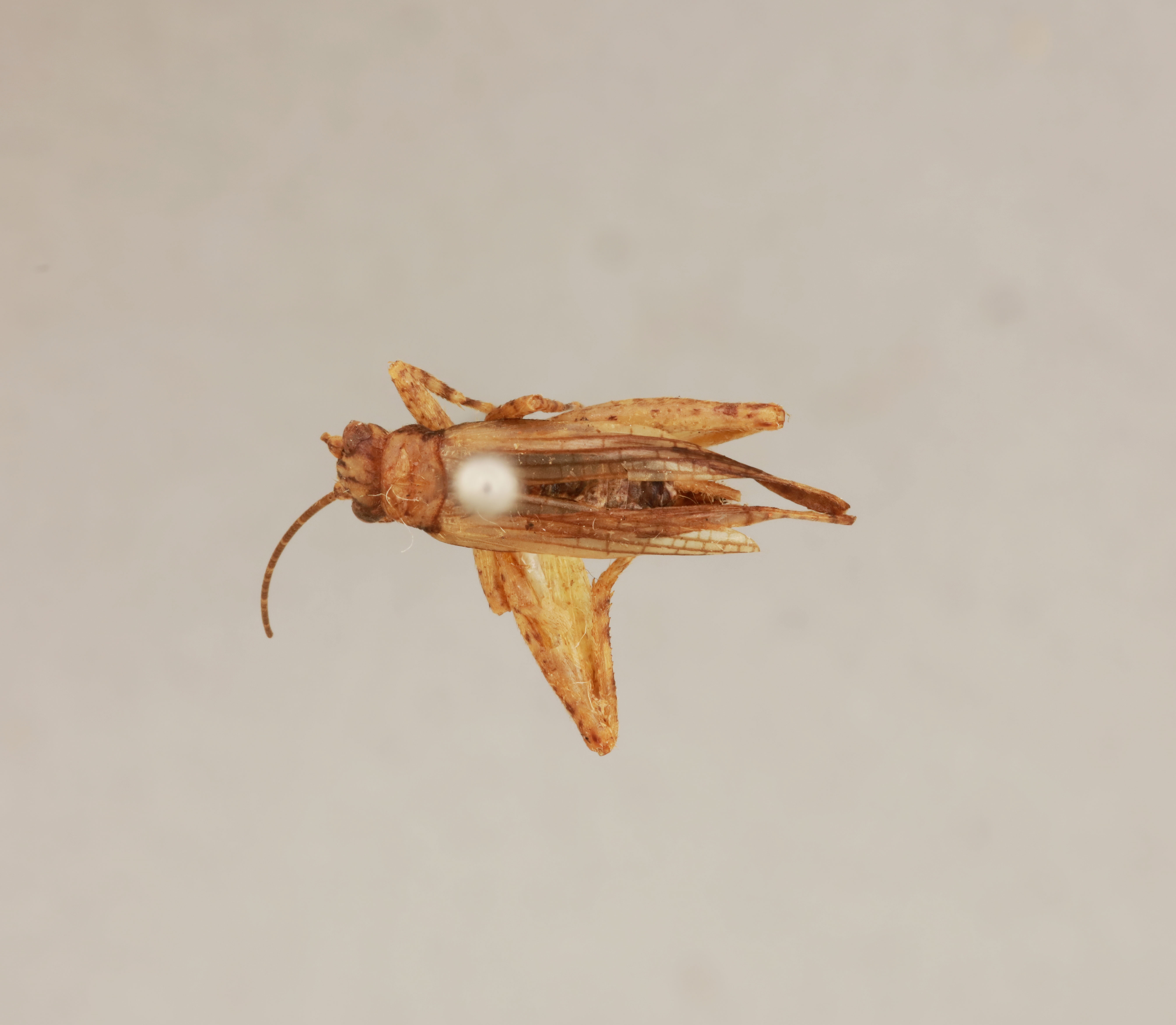 CollectionObject 1518078; b3e99c97-fcaa-478b-9247-ce5865a635cc: male, dorsal view (holotype). (CollectionObject).