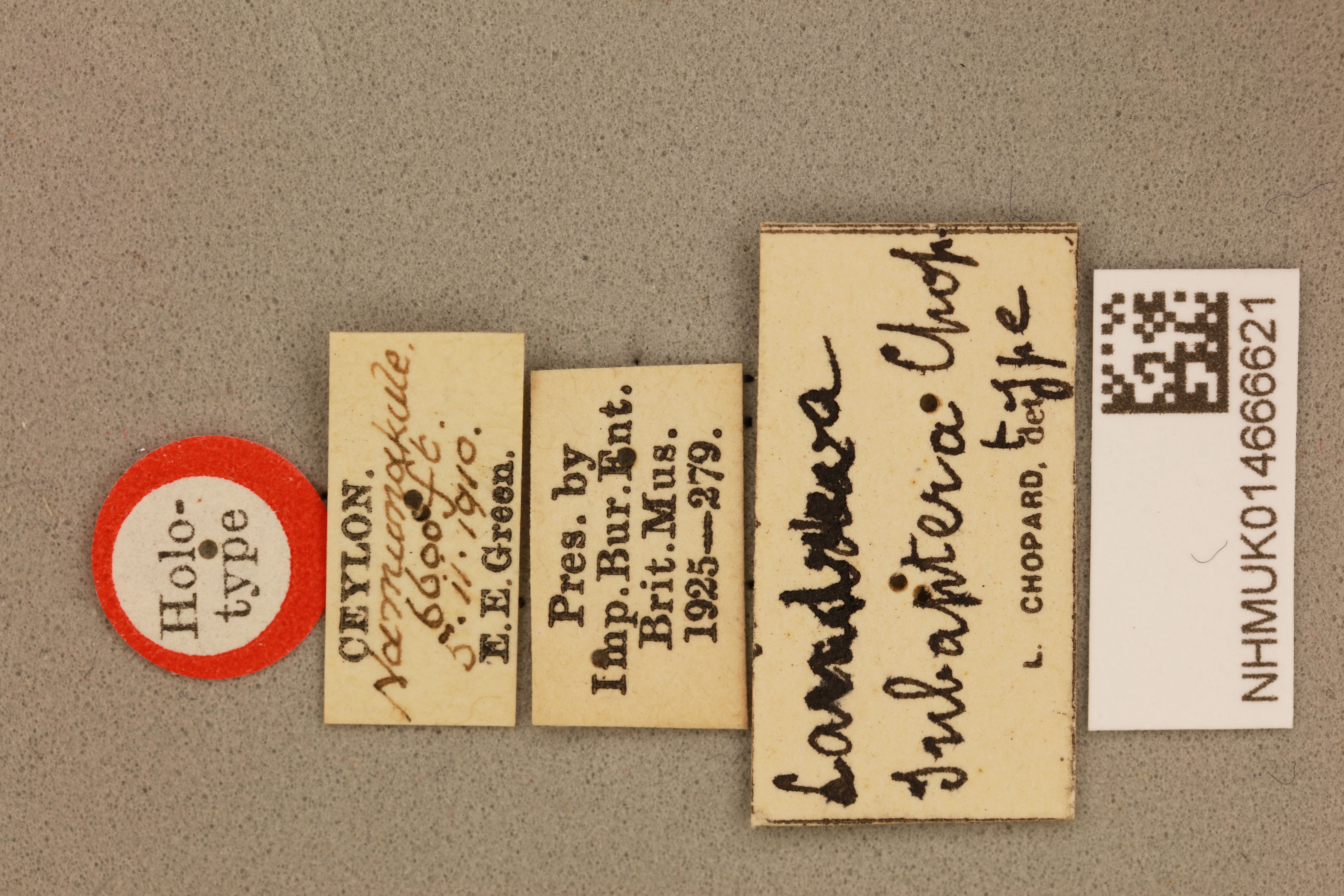 CollectionObject 1517807; f53aa80f-d9b3-40b8-b10a-c1ba347b0f5c, NHMUK014666621: labels (holotype of Landreva subaptera). (CollectionObject).
