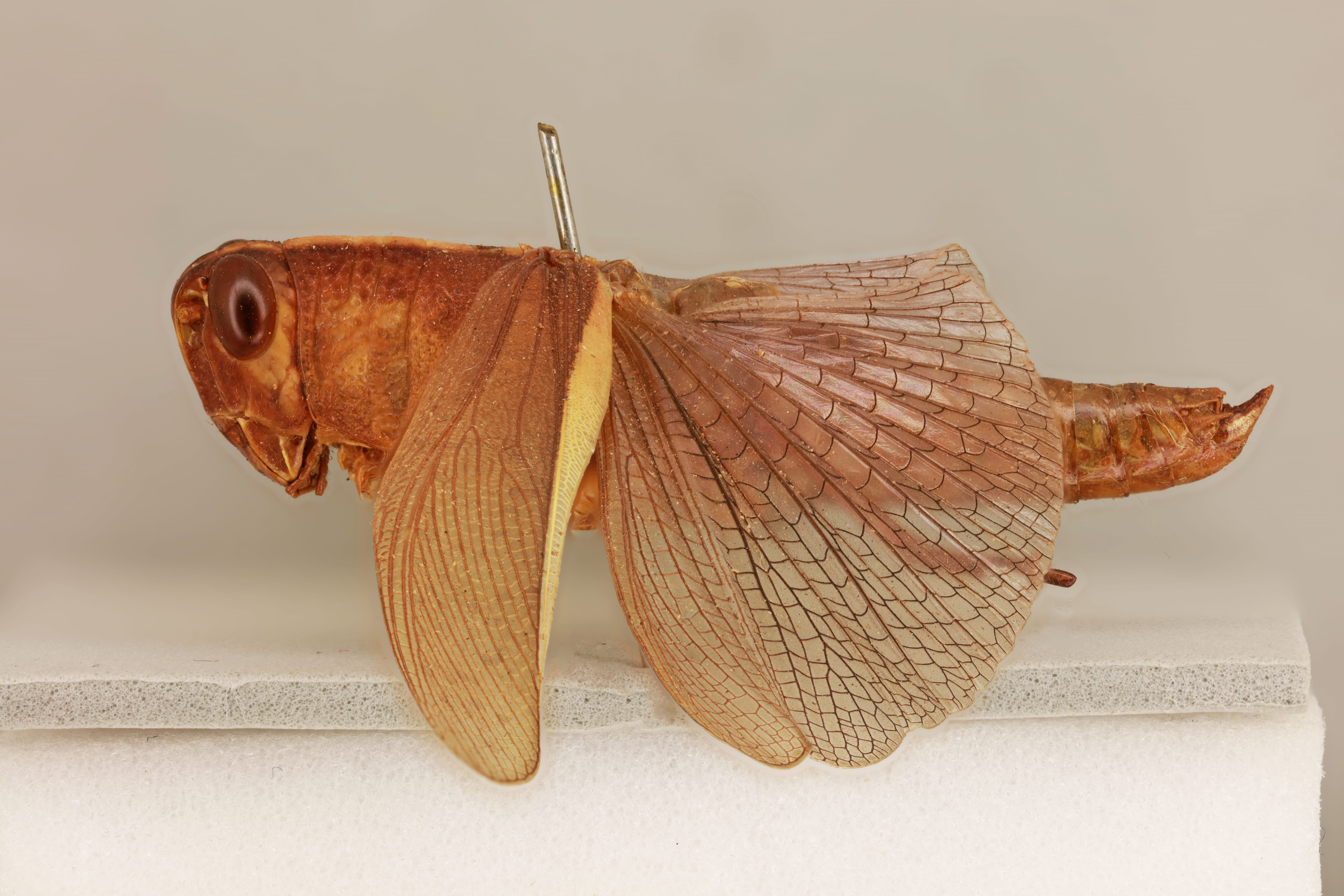 CollectionObject 1518935; a68e5798-cc37-484b-b34d-c6c8e4f4973b, NHMUK015105296: male, lateral view (holotyp of Pachyacris violascens). (CollectionObject).