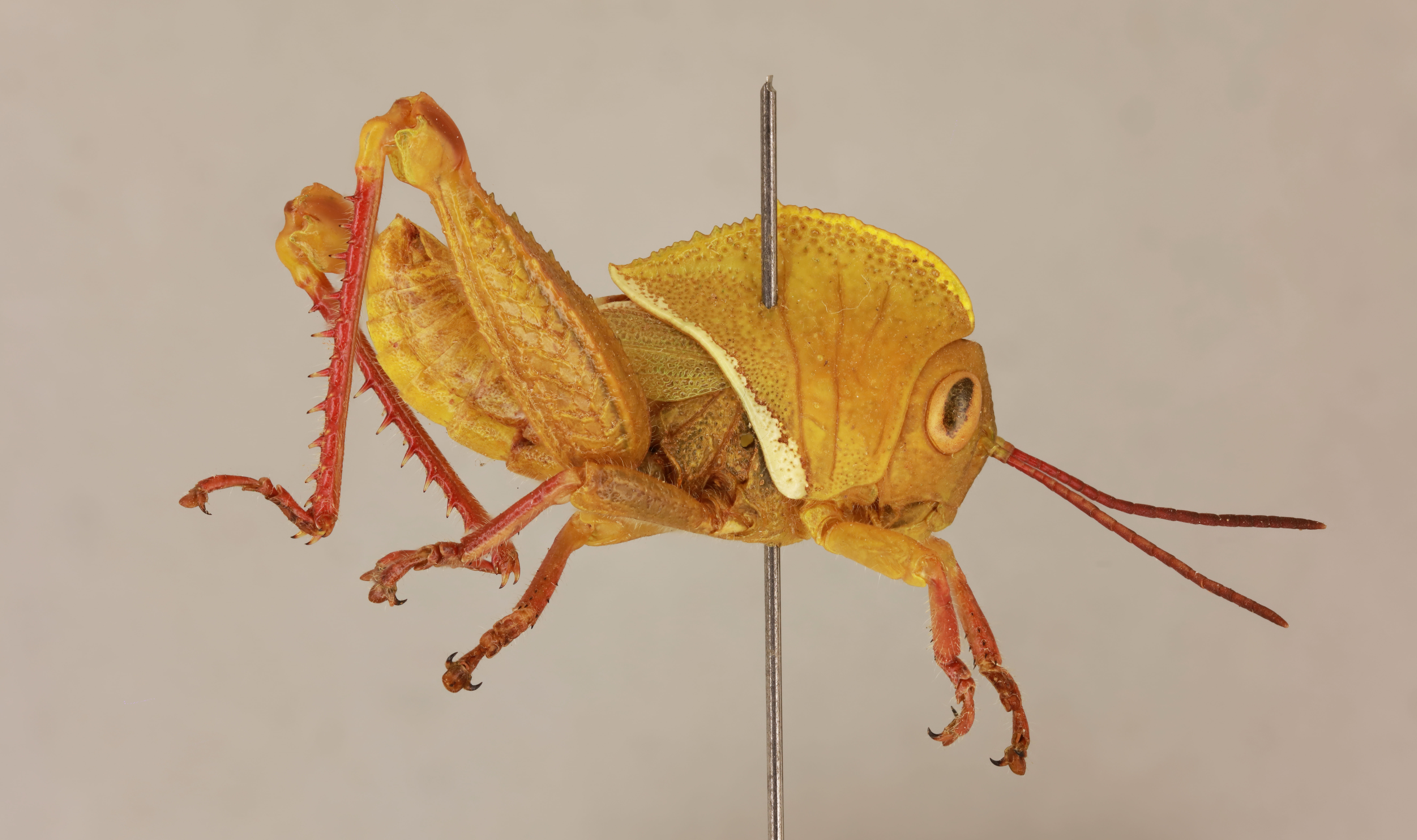 CollectionObject 1518952; 35ebb48a-cb43-40ba-8eb3-9dbba7376113, NHMUK015105255: male, lateral view (holotype of Pelecinotus lankae). (CollectionObject).