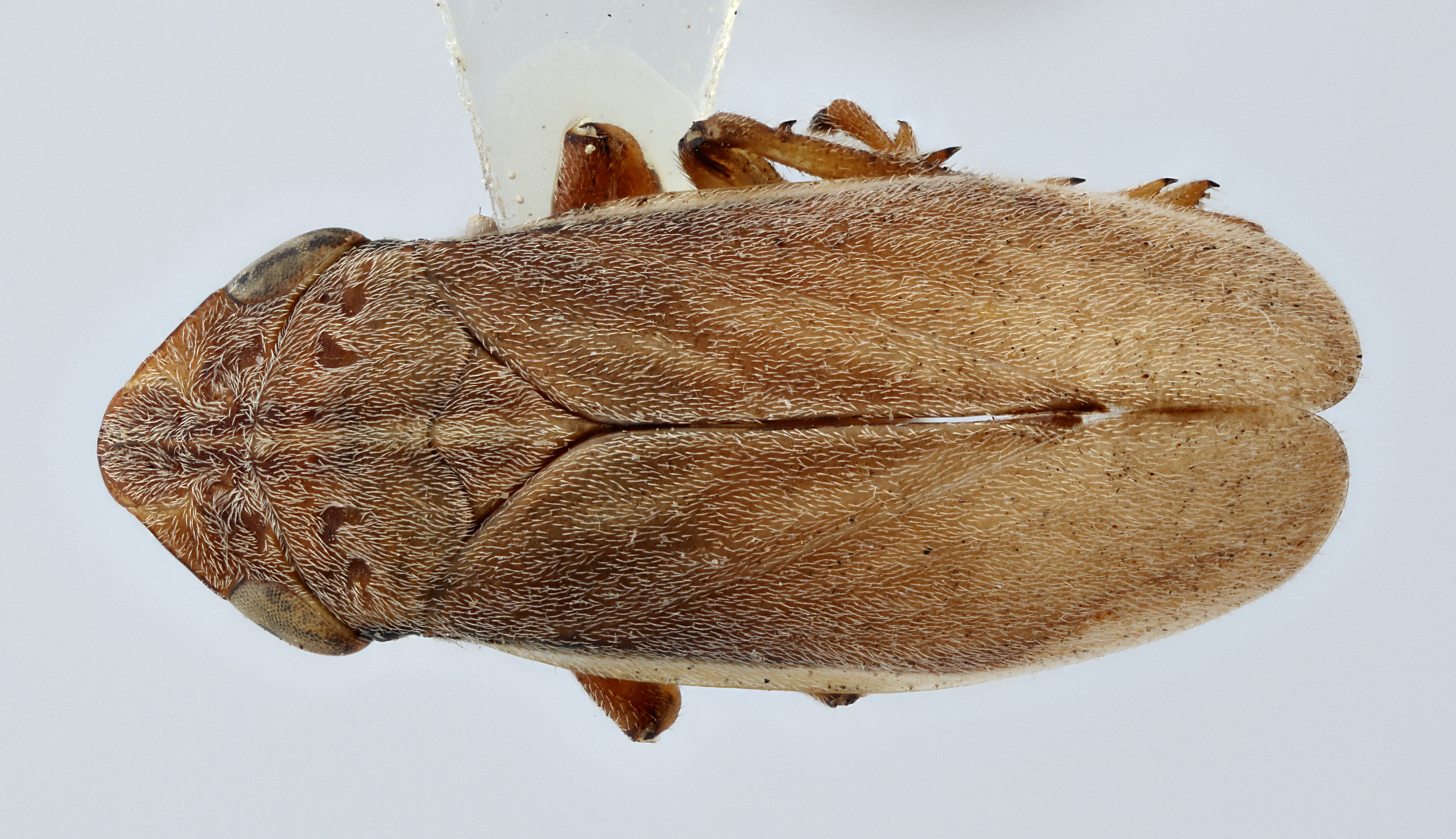 Habitus, dorsal view: !! display not done !! on Philaenarcys killa Hamilton, 1979: (Observation).