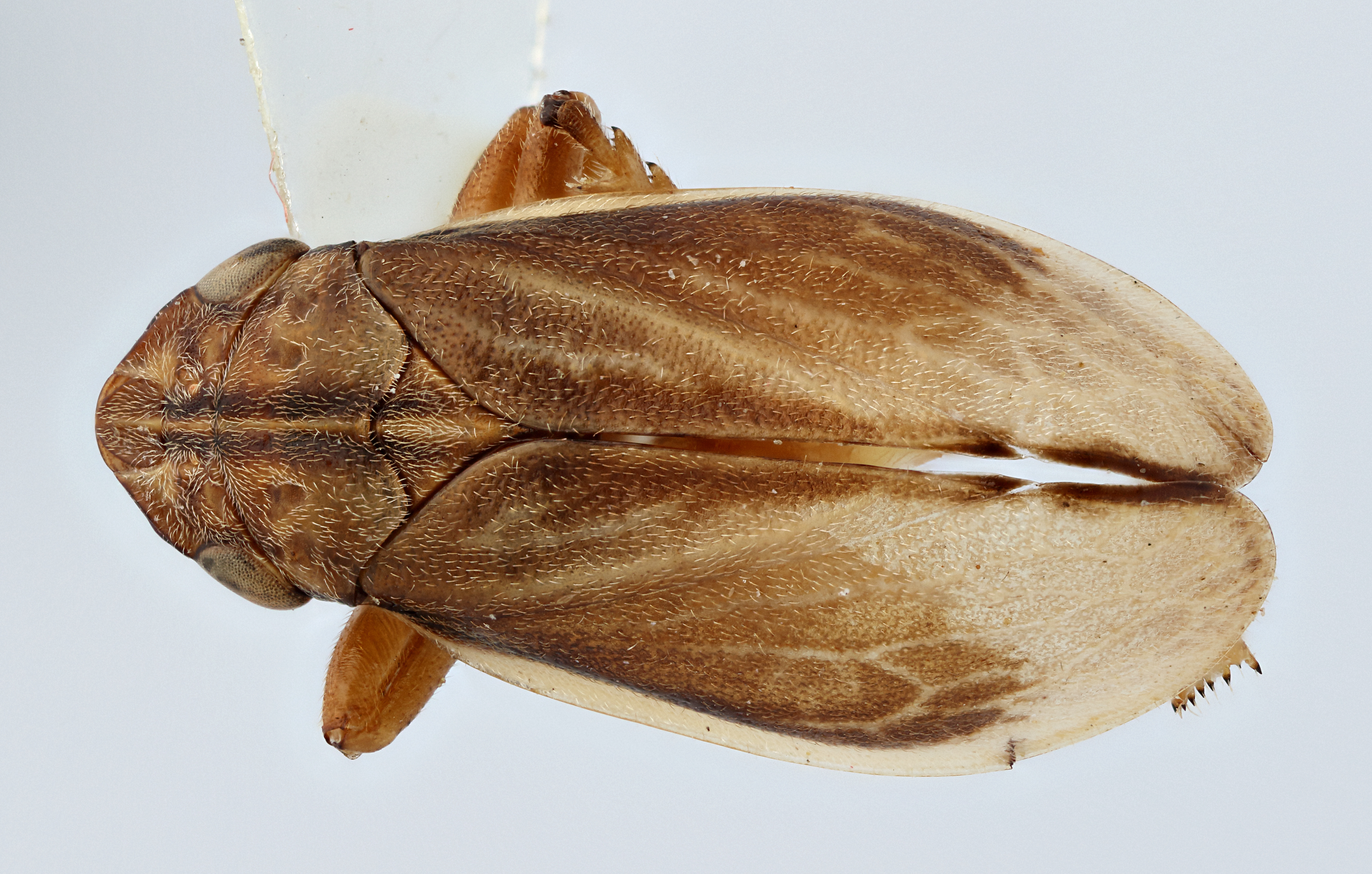 Habitus, dorsal view: !! display not done !! on Philaenarcys spartina Hamilton, 1979: (Observation).