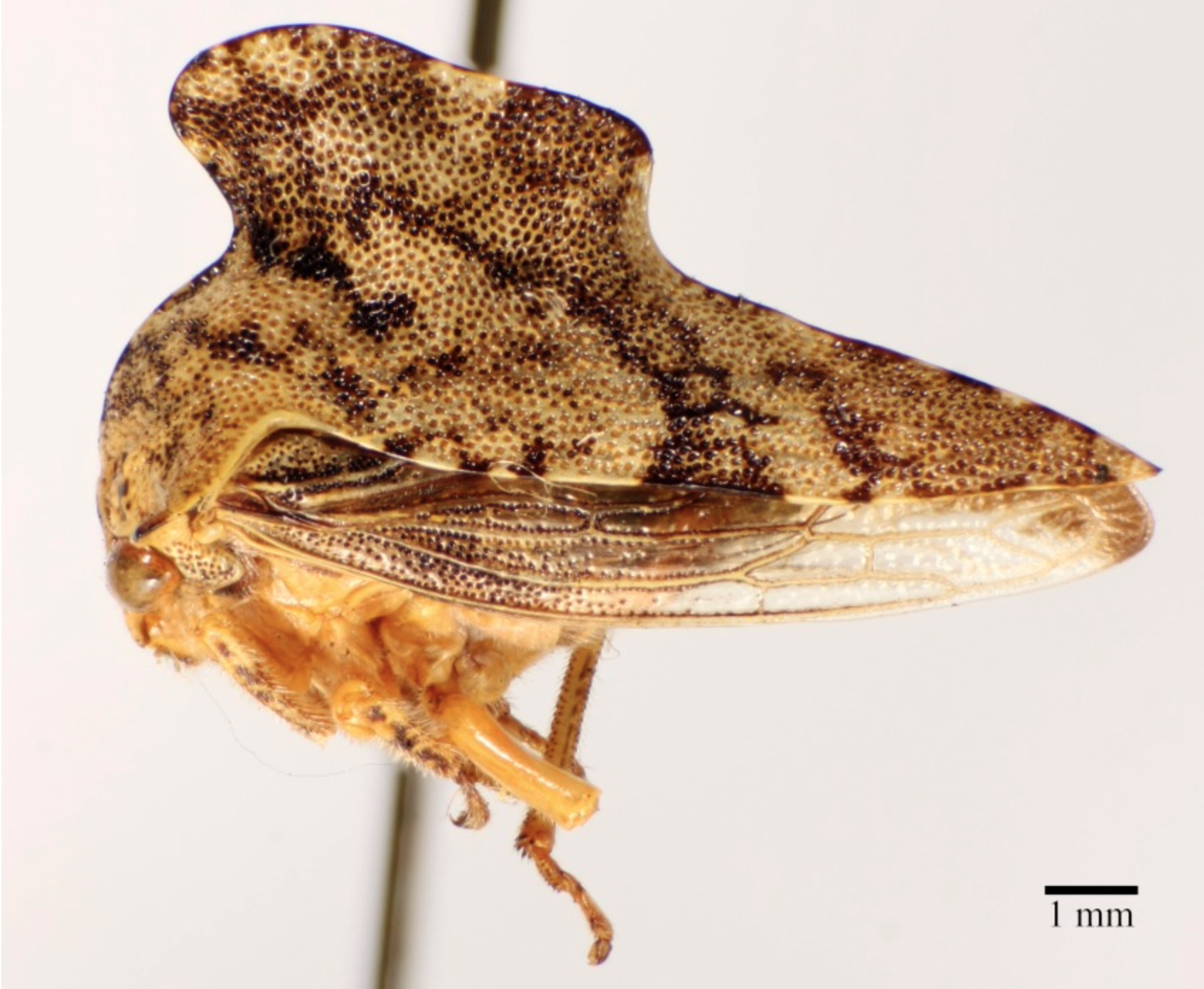 Habitus, lateral view: !! display not done !! on Heliria gibberata Ball, 1925: (Observation).