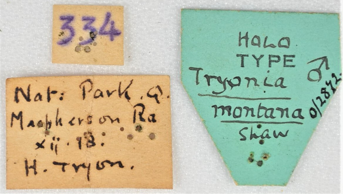CollectionObject 1618806; fd7bfd72-4469-4816-a6b5-07ed52f93c10: (CollectionObject).