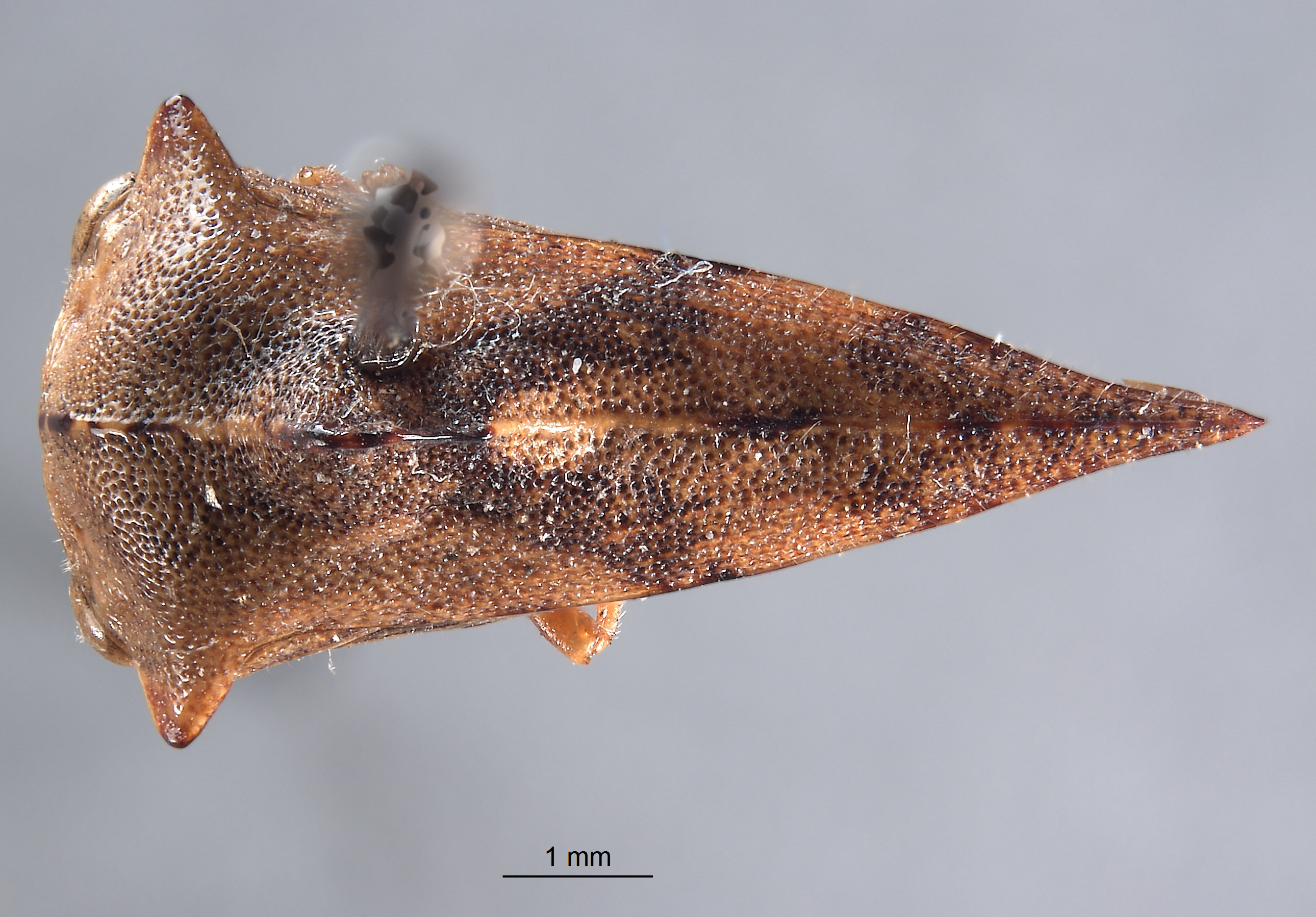 Habitus, dorsal view: !! display not done !! on Palonica pyramidata declivata (Van Duzee, 1908): (Observation).
